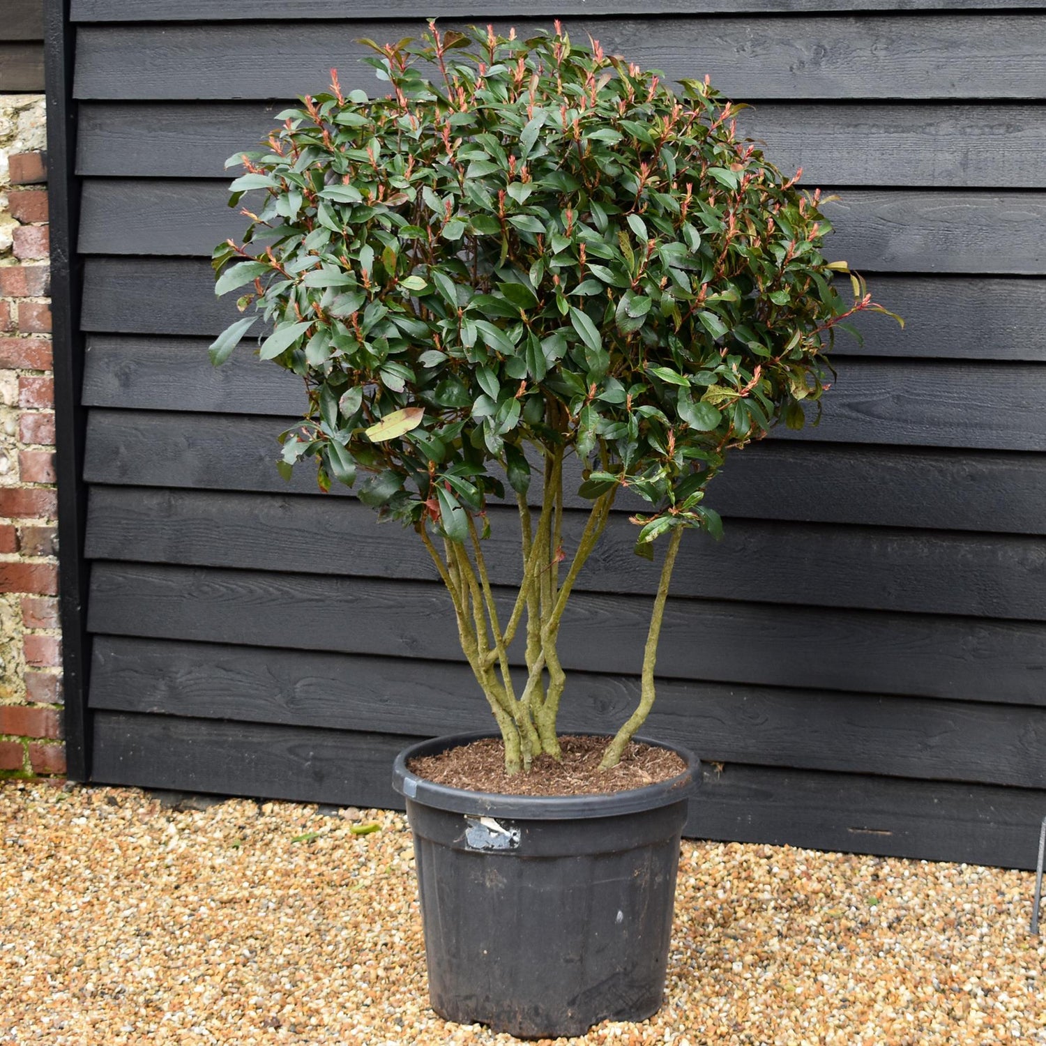 Photinia Red Robin | Christmas berry 'Little Red Robin' - Compacta  -  Multi Stem - Height 120cm - Width 110cm - 55lt
