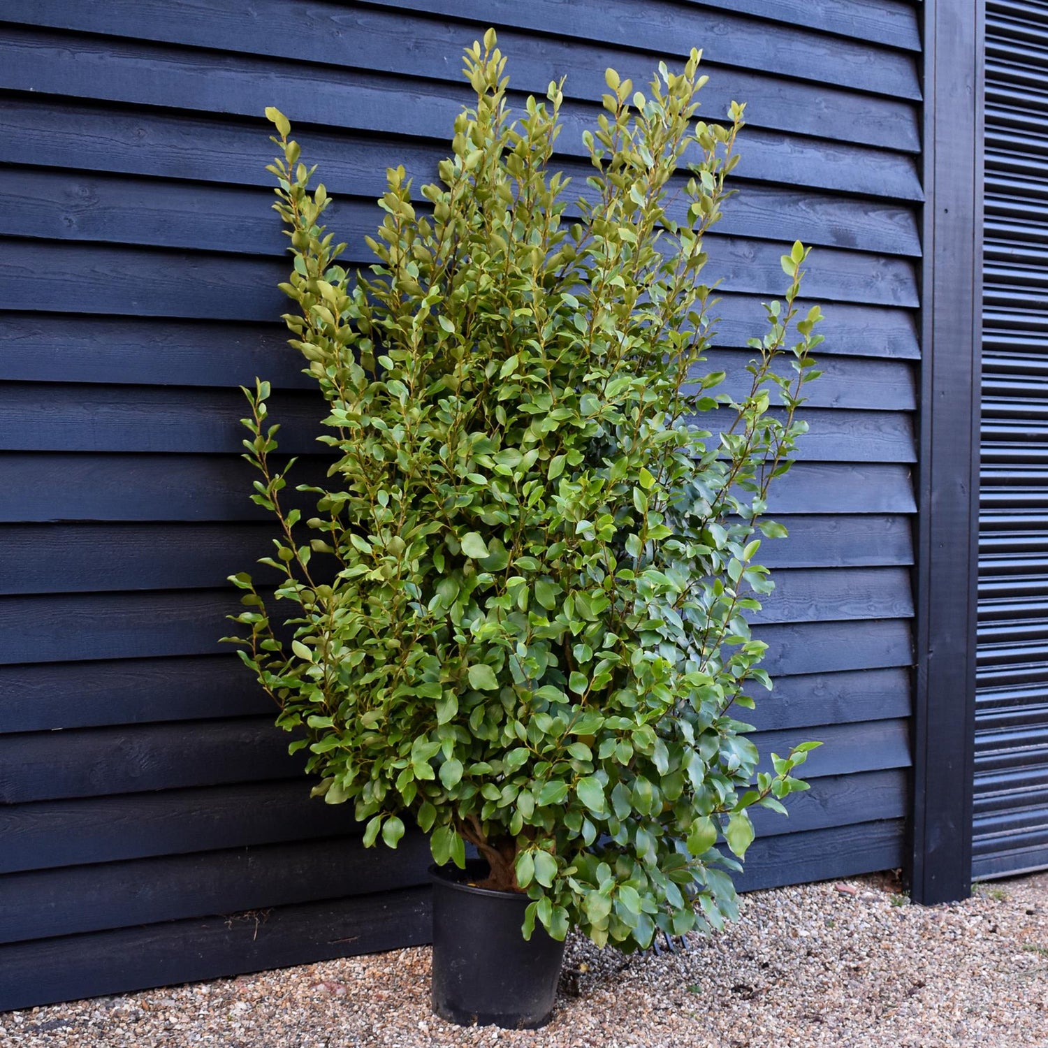 Griselinia littoralis - Height 180-200cm 25lt