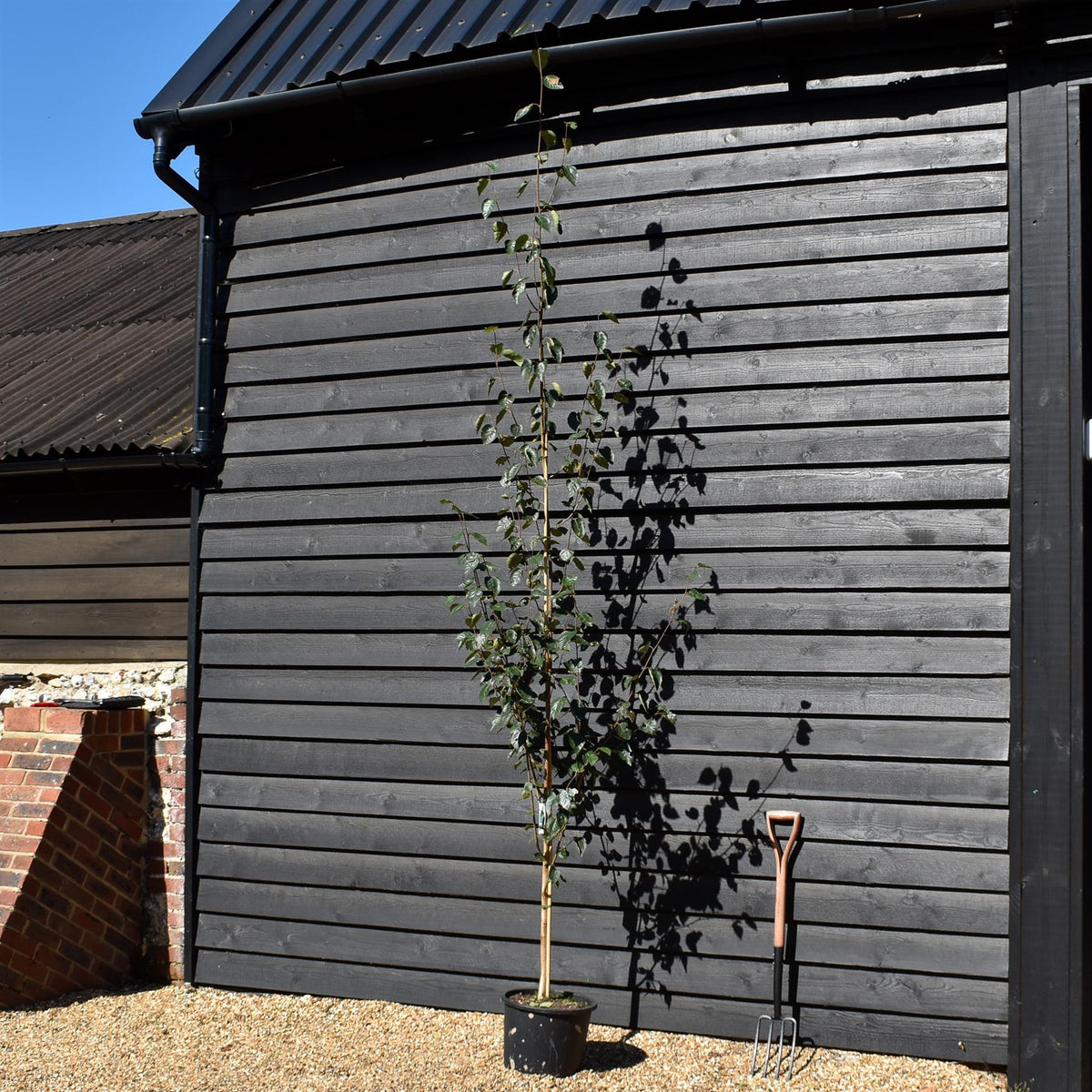 Betula jacquemontii | Himalayan Birch -  Height 280-300cm - 20lt