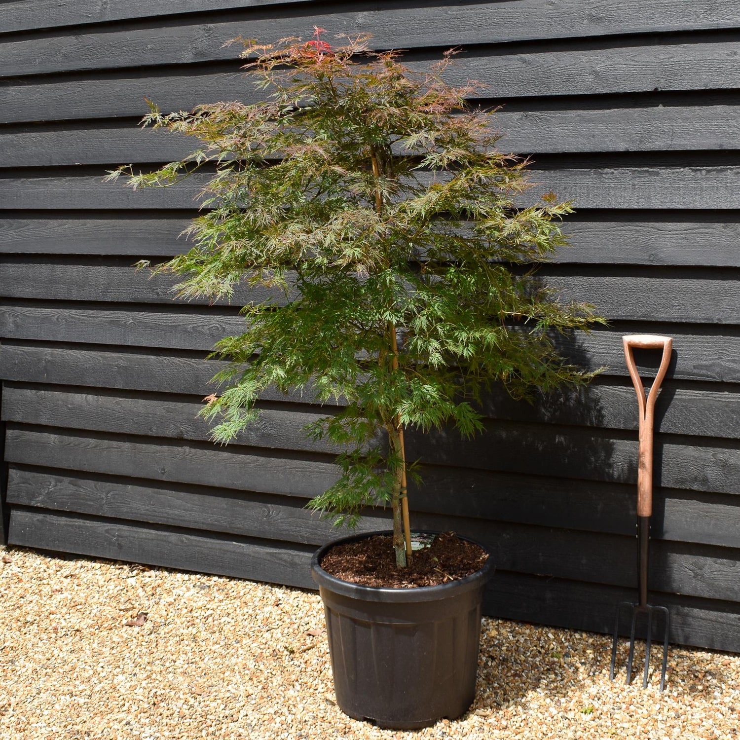 Japanese maple 'Orange Dream' | Acer palmatum - Bushy - Height 135-155cm - 55lt