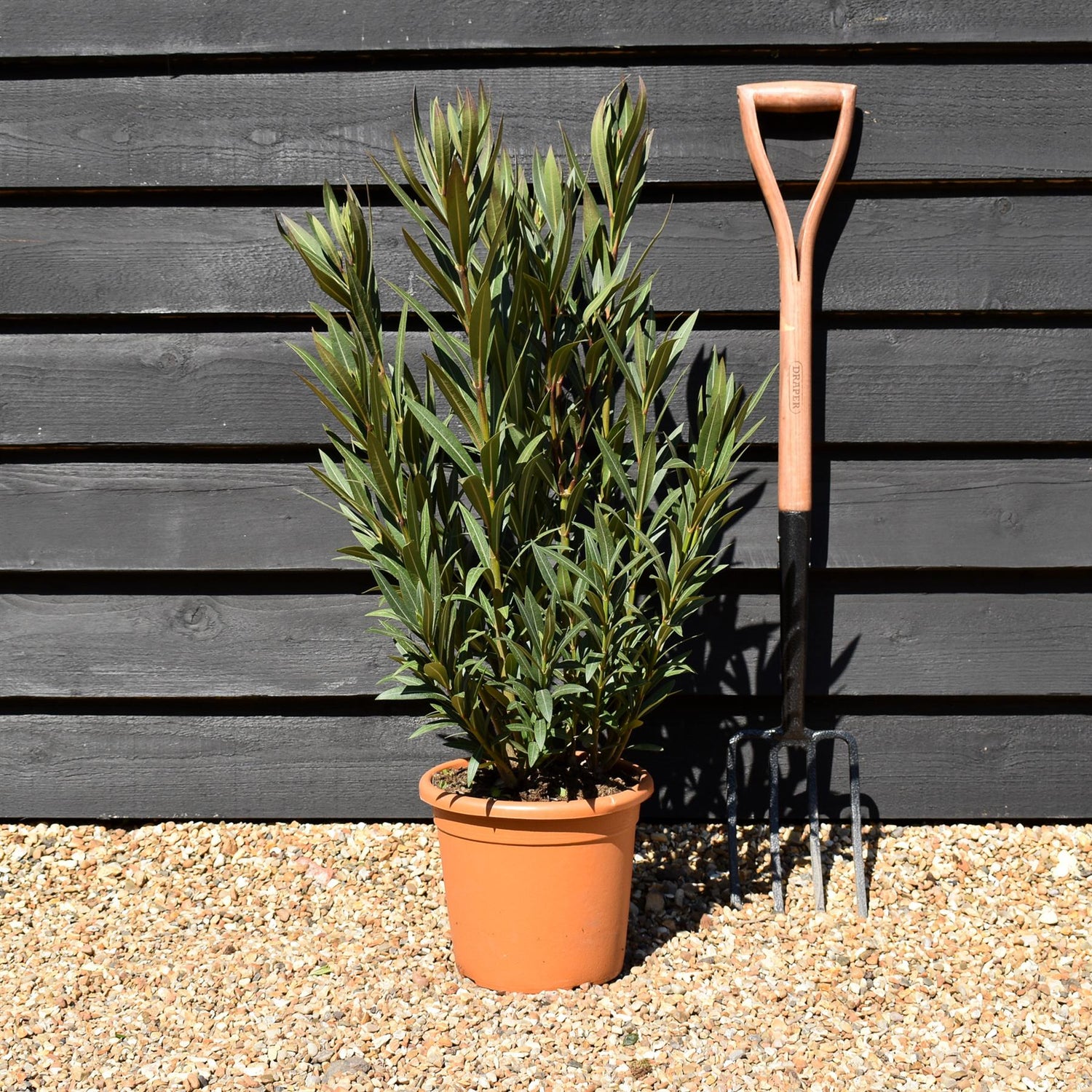 Nerium oleander - Dark Pink - 80cm - 7lt