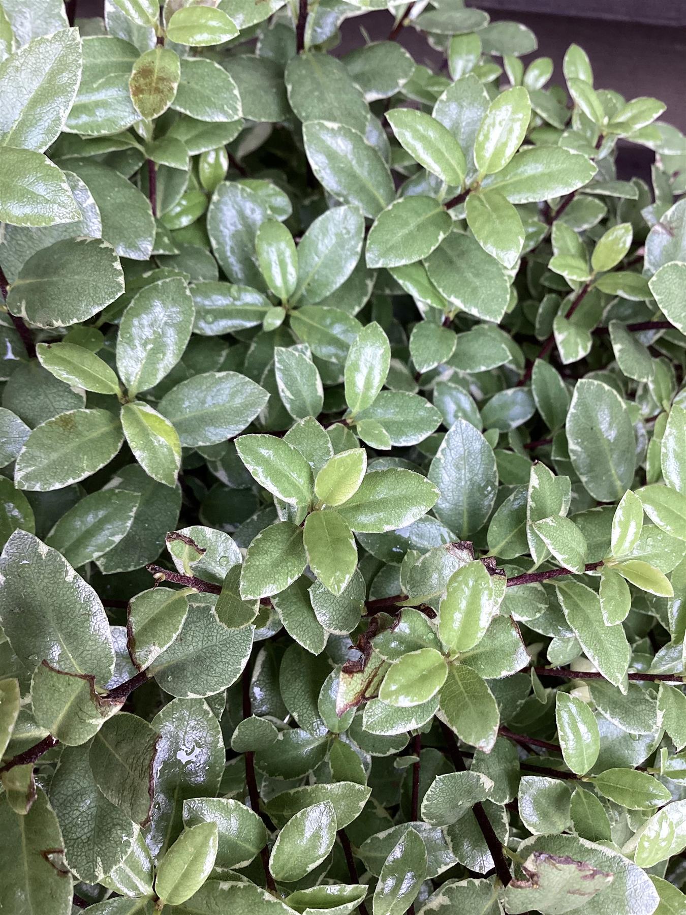 Pittosporum tenuifolium 'Silver Ball' - 30cm - 10lt