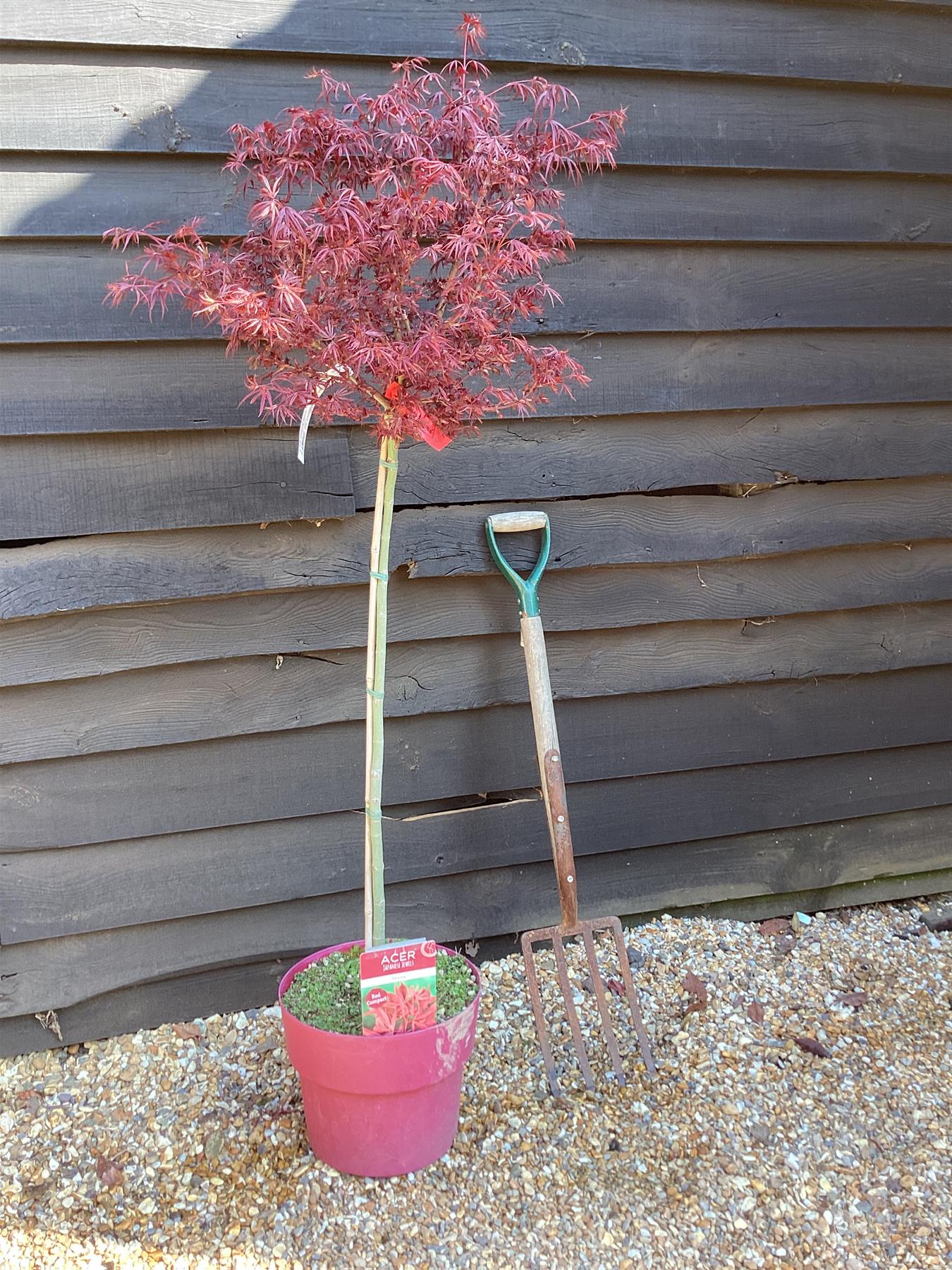 Acer palmatum 'Shaina' | Japanese maple 'Shaina' - 90-120cm - 1/2 Std - 15lt
