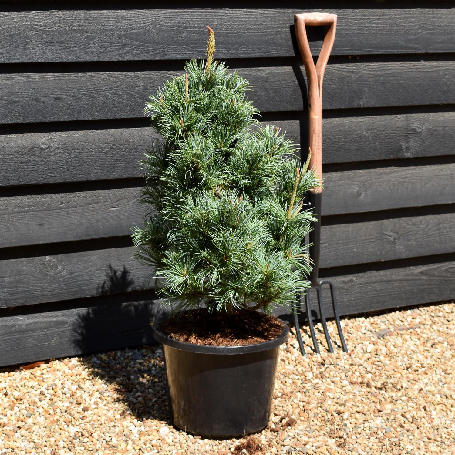 Japanese white pine | Pinus parviflora 'Ara kawa' - Height 70-90cm - Width 40-50cm - 12lt