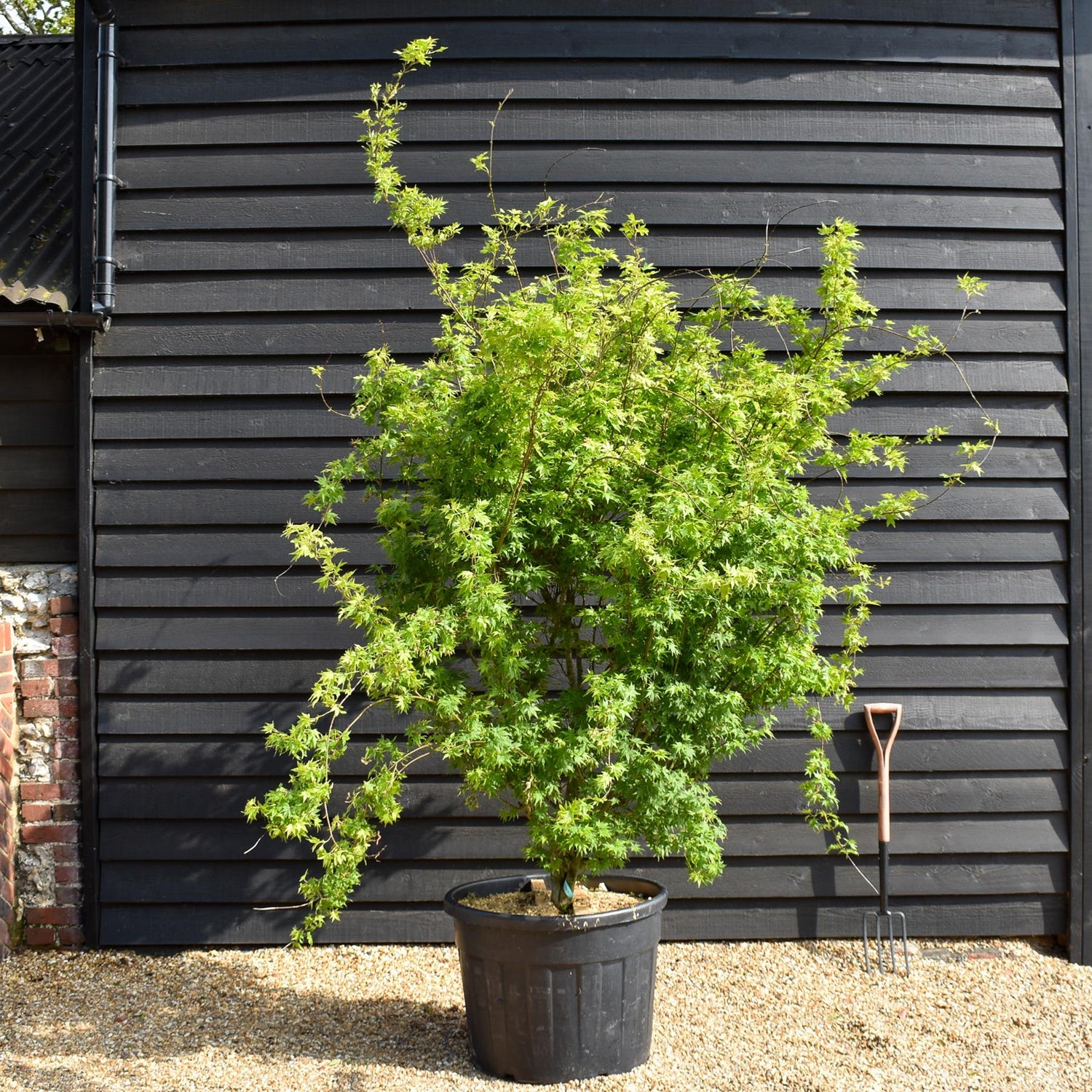 Japanese maple 'Going Green' | Acer palmatum - Bushy - Height 150-180cm - 20-25lt