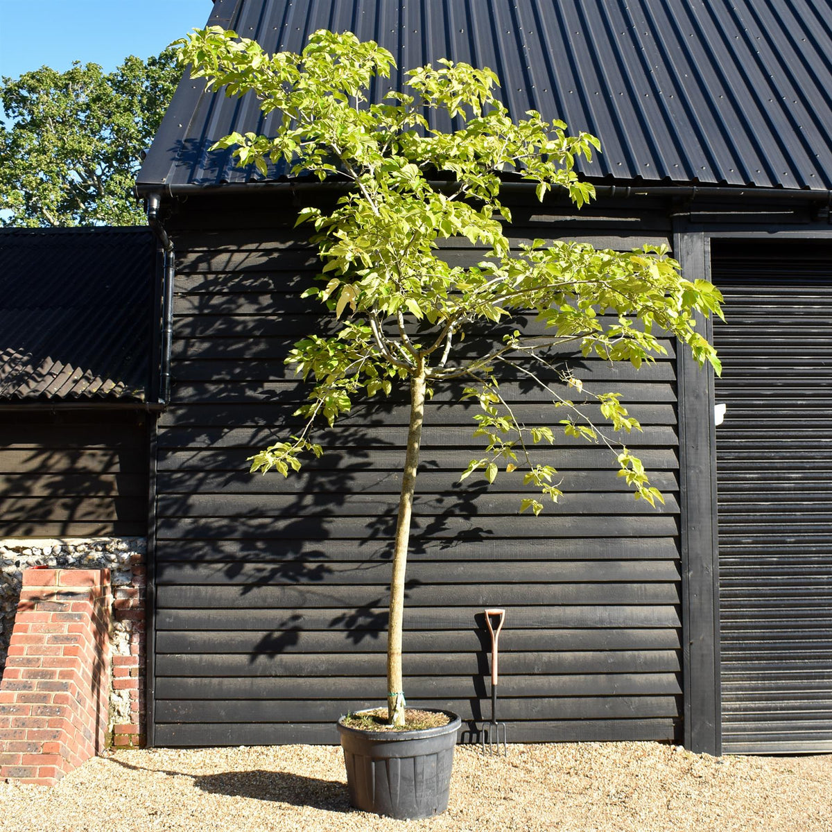 Morus Alba | White Mulberry -  Girth 21cm - Clear Stem 190cm - Height 390-410cm - 130lt