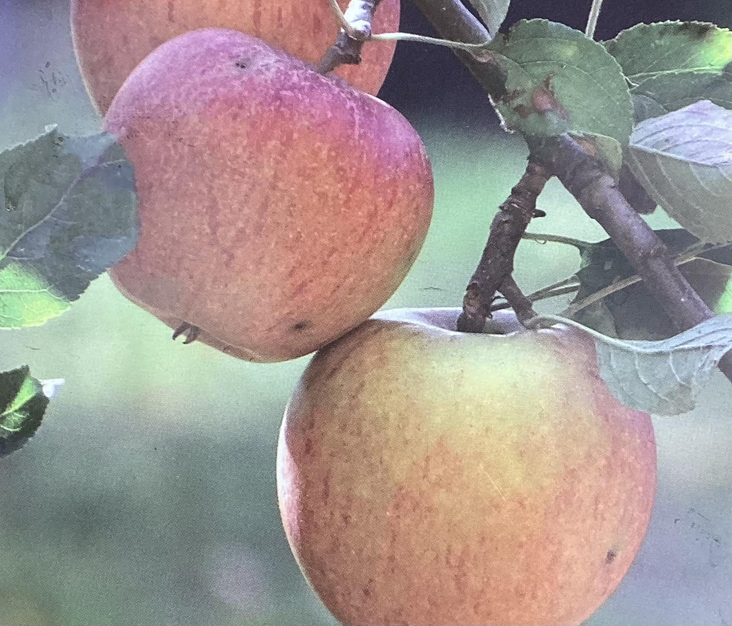 Apple tree 'Cox Orange Pippin' | Malus domestica - M27 - Ultra-Dwarfing - 130-140cm - 10lt