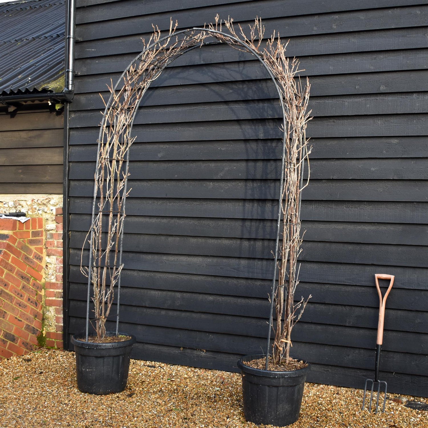 Wisteria floribunda 'Longissima Alba'  (White) - Arch (H) 250cm - (W) 150cm - 55lt