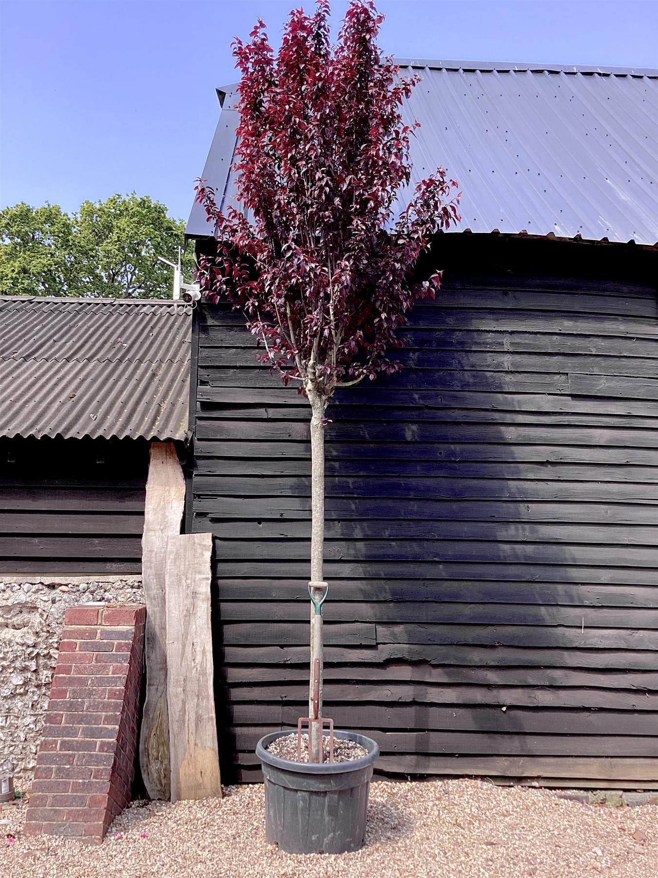 Prunus cerasifera pissardii nigra - Girth 22-25cm - 425cm - Clear Stem - 150lt