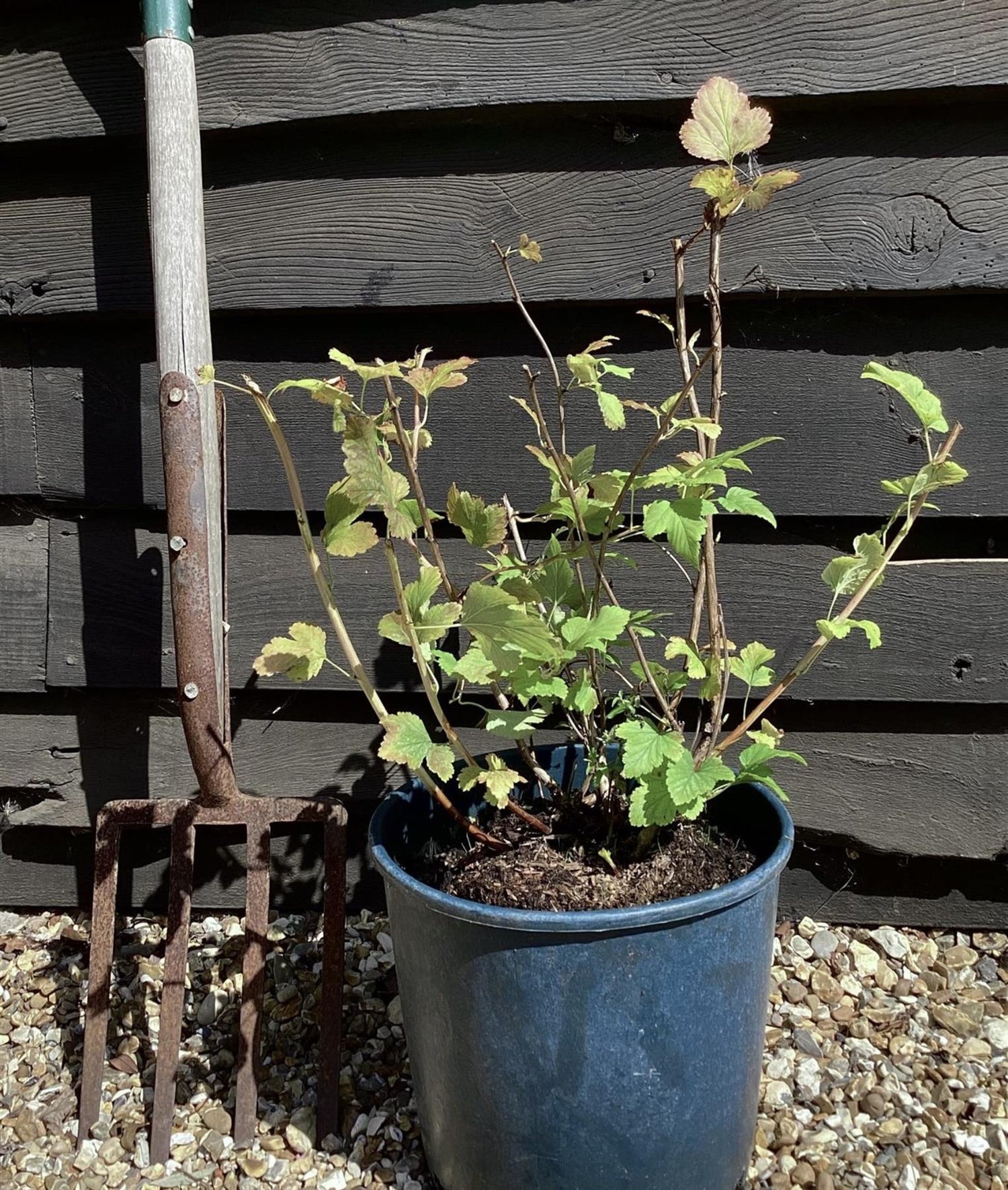 Physocarpus opulifolius 'Dart's Gold' - 55-65cm, 3lt