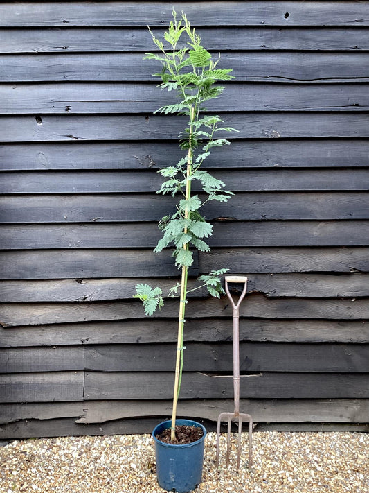 Acacia dealbata 'Gaulois Astier' | Mimosa Tree - 120-150cm, 10lt
