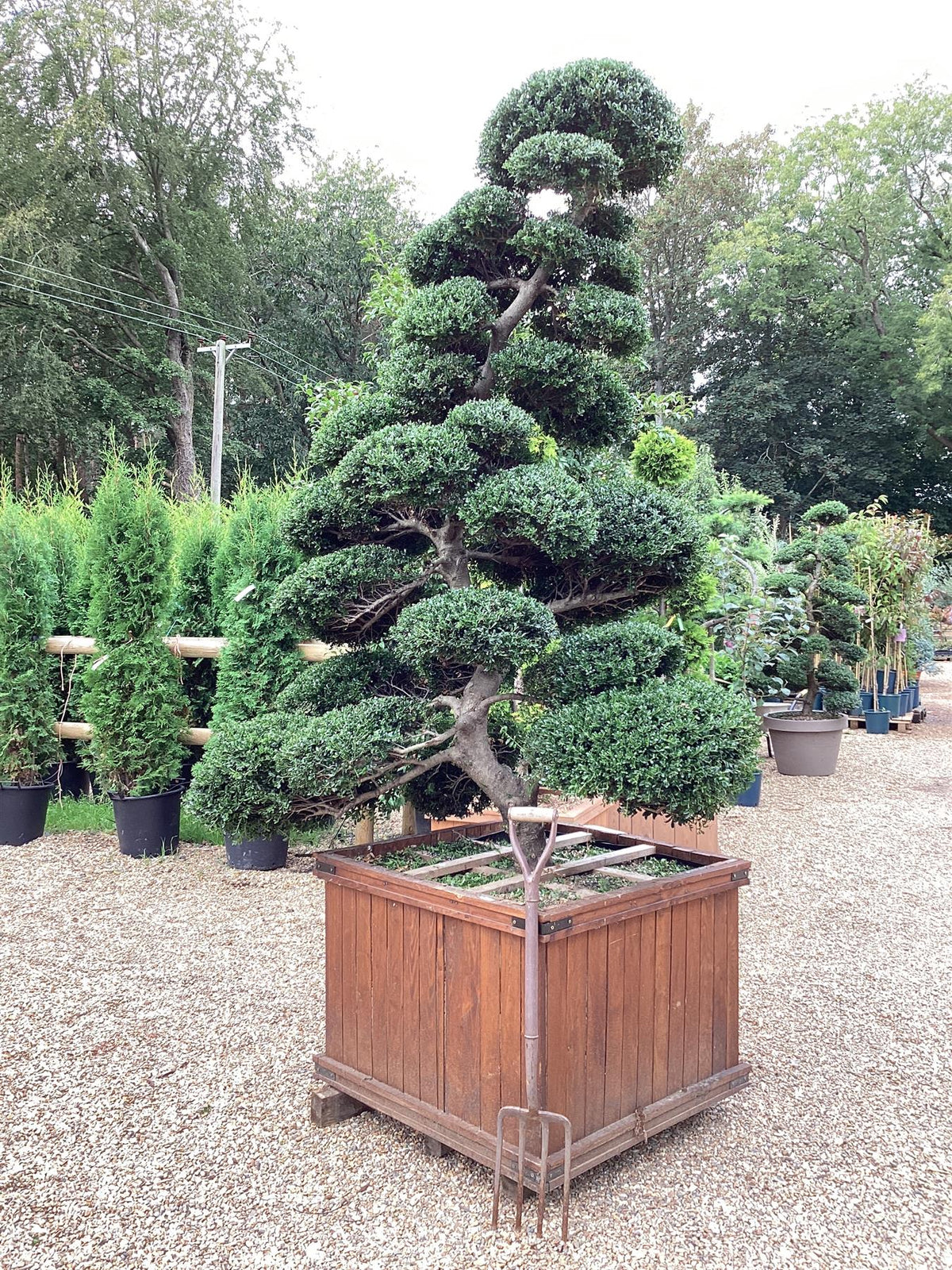 bonsai cloud tree Ilex Crenata | Japanese Holly Cloud Tree - Large Mature Bonsai