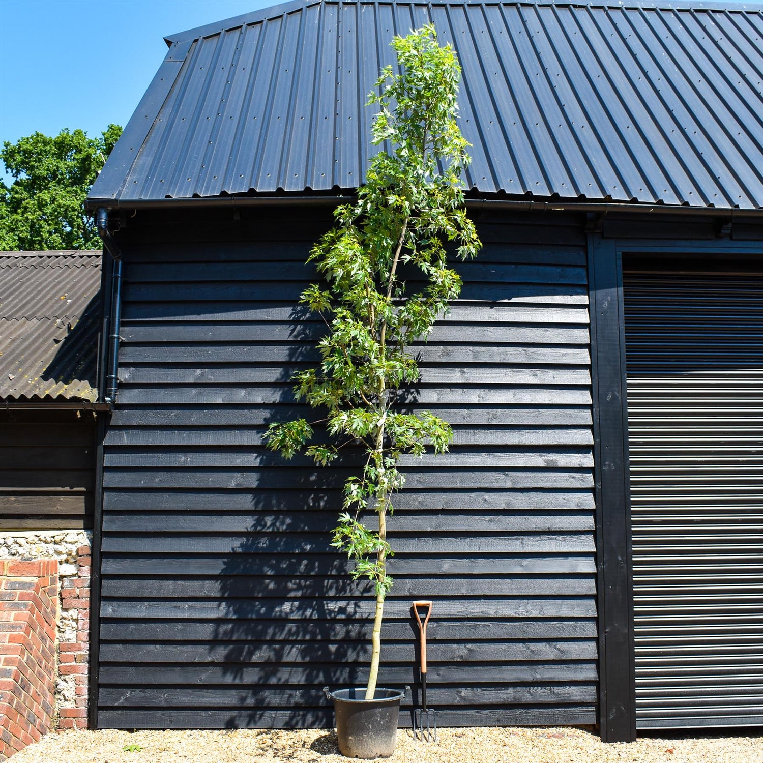 Wier maple, Silver Maple | Acer saccharinum 'Laciniatum Wieri' - Clear Stem - Height 350-400m - Girth 12-14cm - 70lt