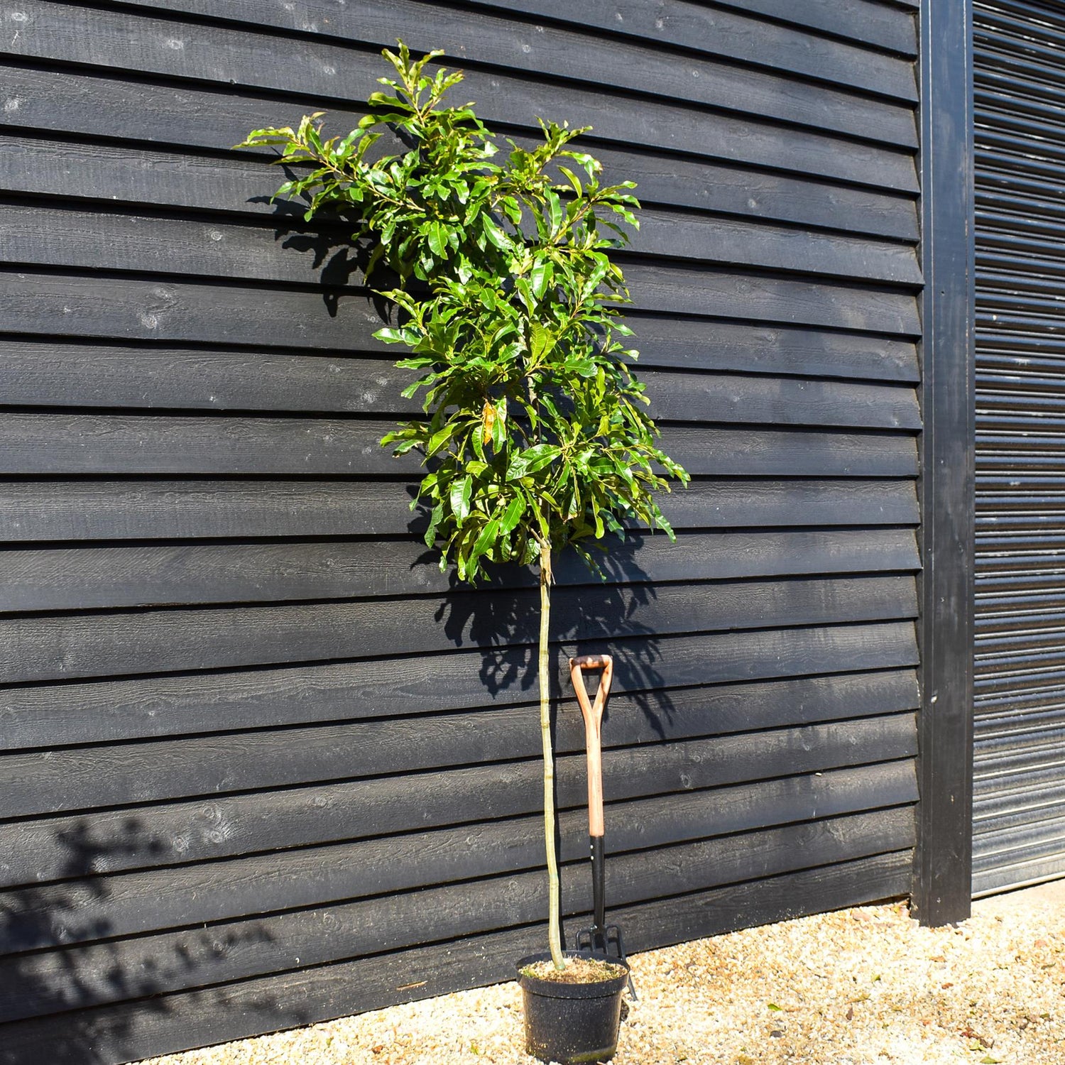 Shingle Oak | Quercus imbricaria  - Height 180-200cm - Girth 6-8cm - Pot Grown - 10lt