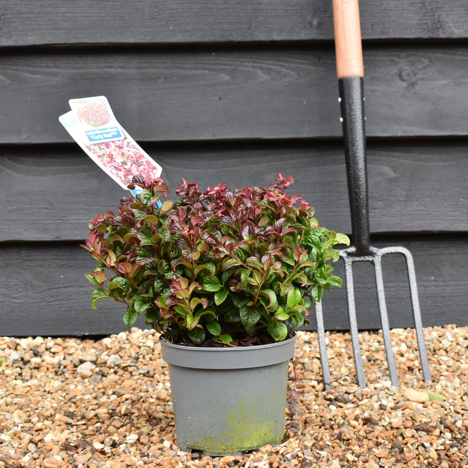 Leucothoe Axillaris 'Curly Red'| Dog Hobble - 15-25cm - 2lt