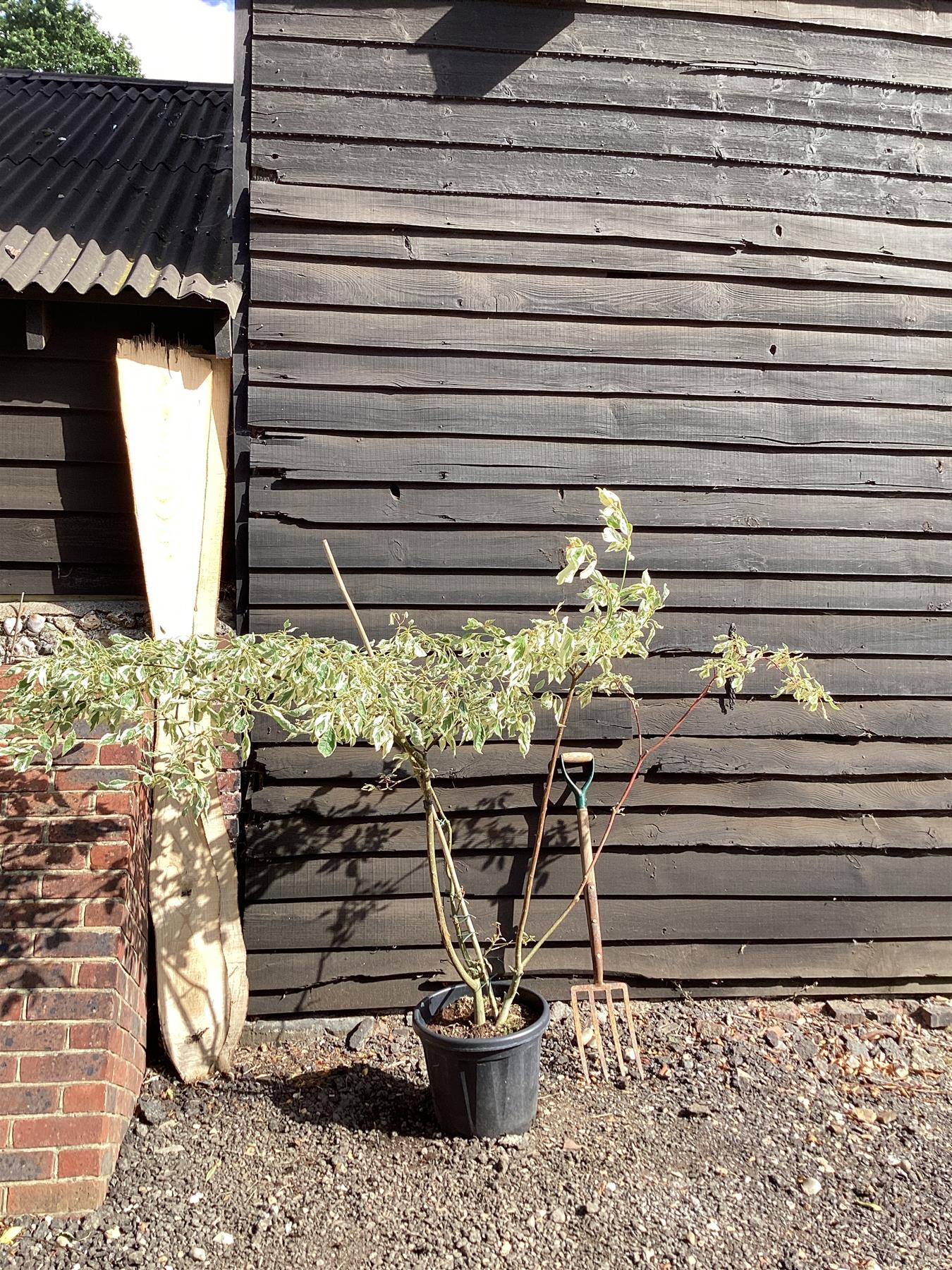 Cornus controversa 'Variegata' | Wedding Cake Tree - 220/230cm, 35/lt
