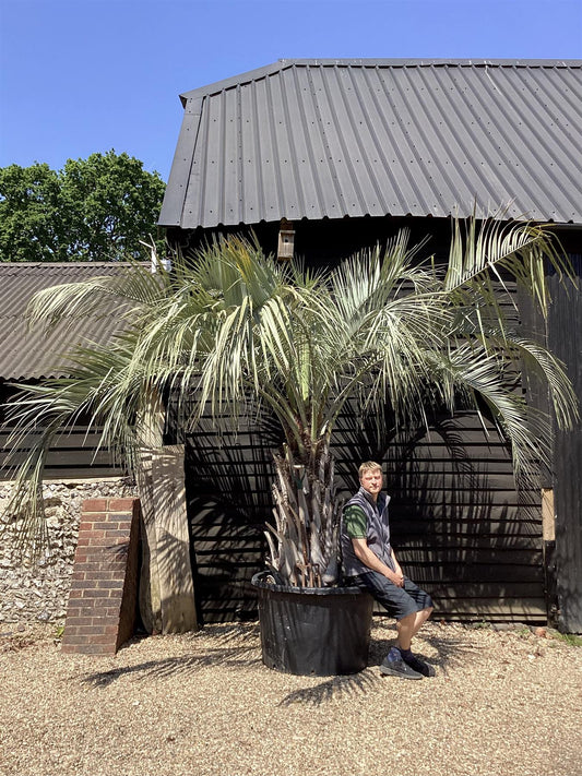 Butia capitata | Jelly palm - 270-290cm - 375lt