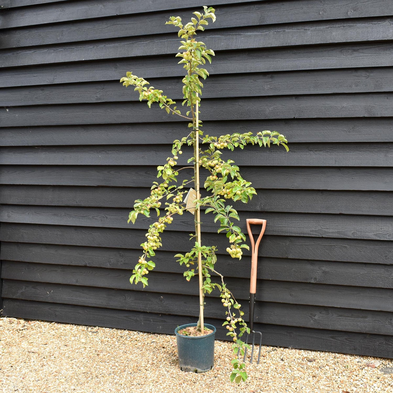 Crab apple | Malus 'Butterball'  - 160-200cm - 12lt