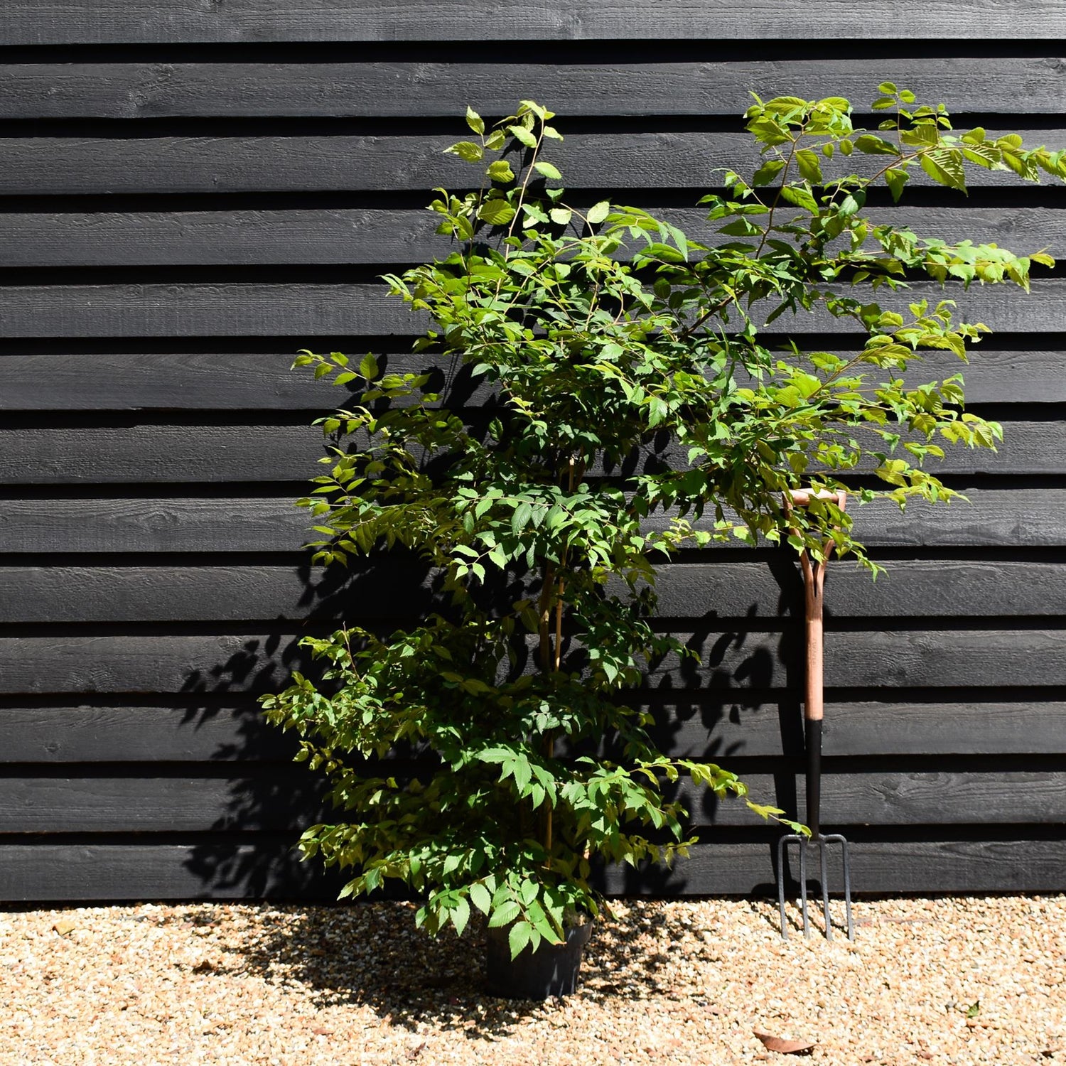 Zelkova Serrata - Pot Grown - Height 60-100cm - 5lt