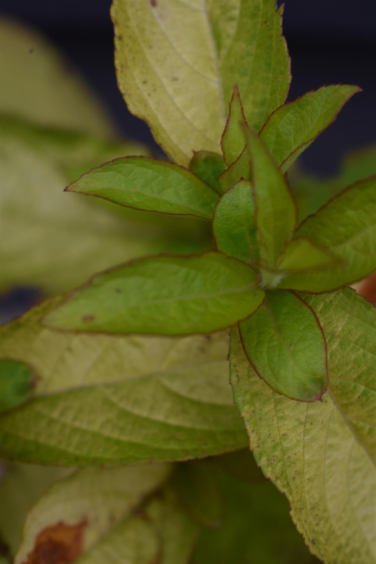 Weigela Rubidor | Rubidor Weigela - Height 25-35cm - 7.5lt