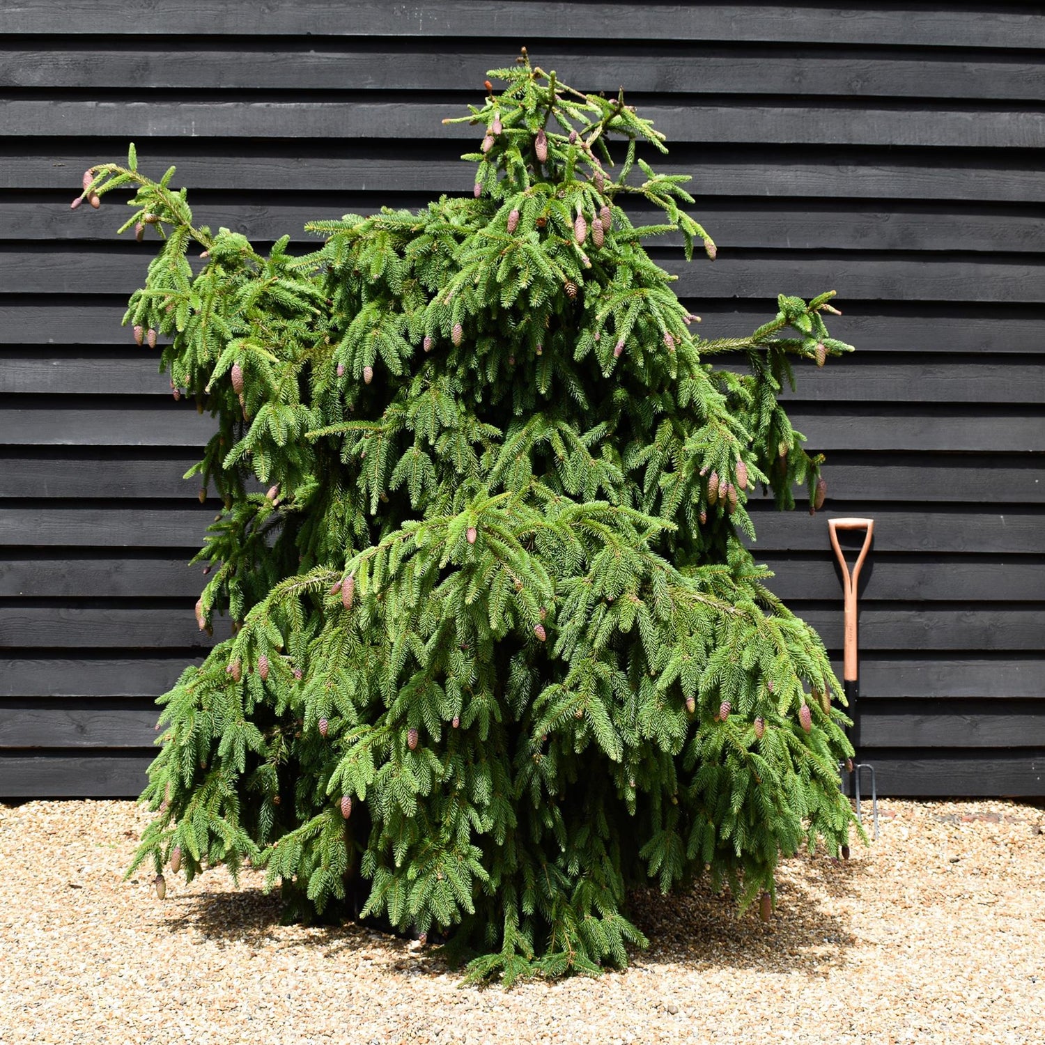 Picea abies 'Acrocona' - Height 160cm - Height to Ground 220cm- 230lt