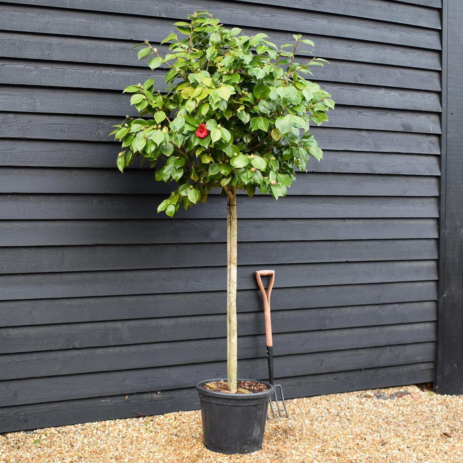Camellia Japonica - C.M. Hovey - Pink - Clear Stem 100cm - Height 210-220cm - 45lt