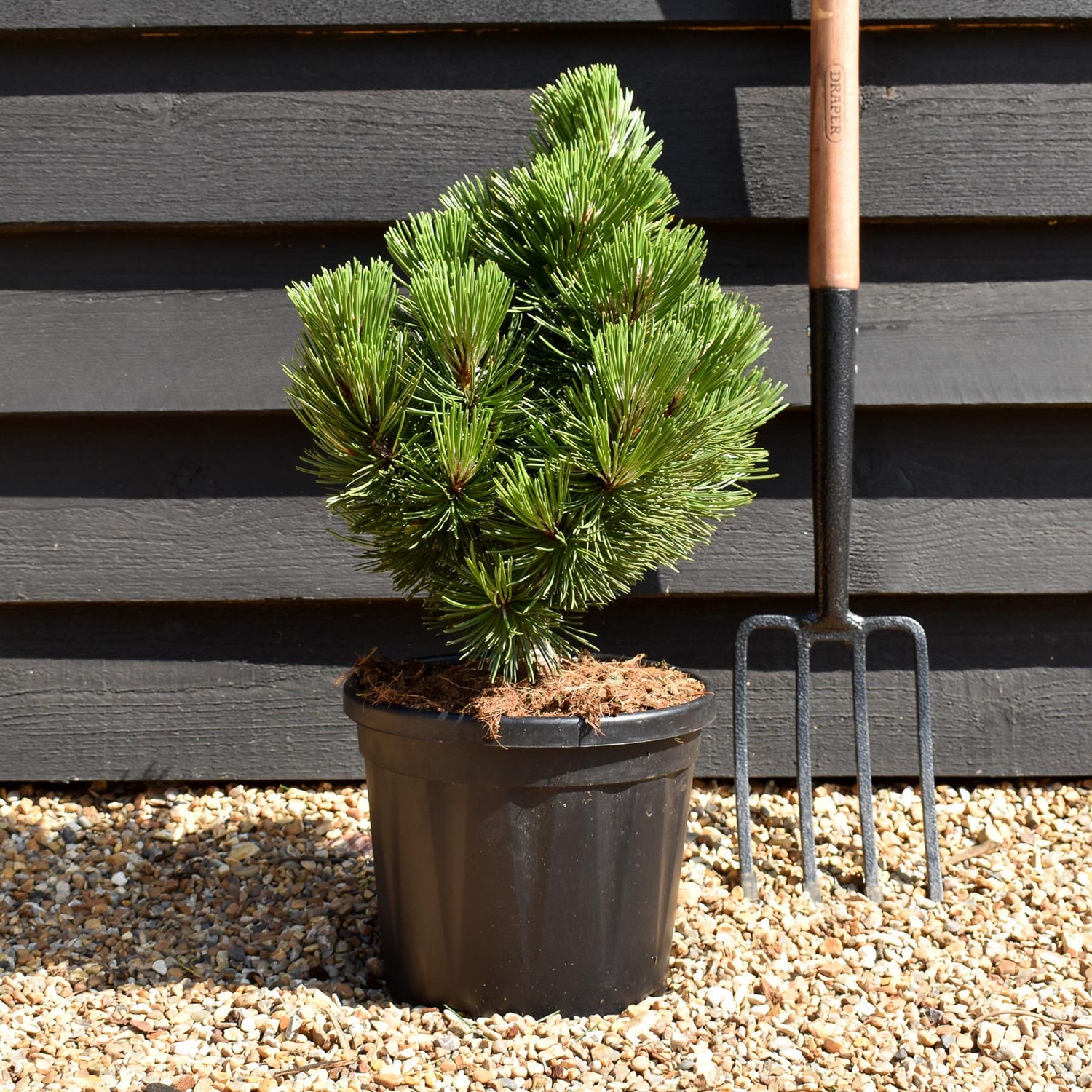 Pinus leucodermis 'Irish Bell' - Height 40-50cm - 8lt