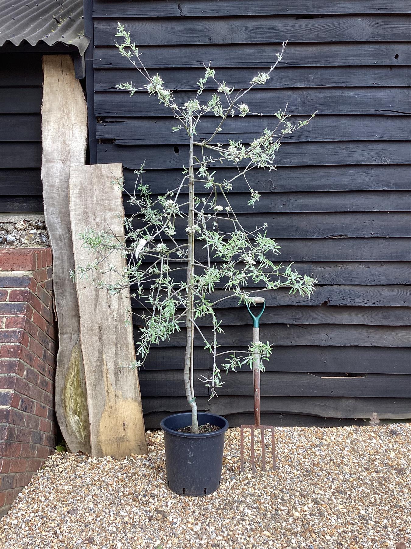 Pyrus salicifolia 'Pendula' - Height 150-200cm, 10lt