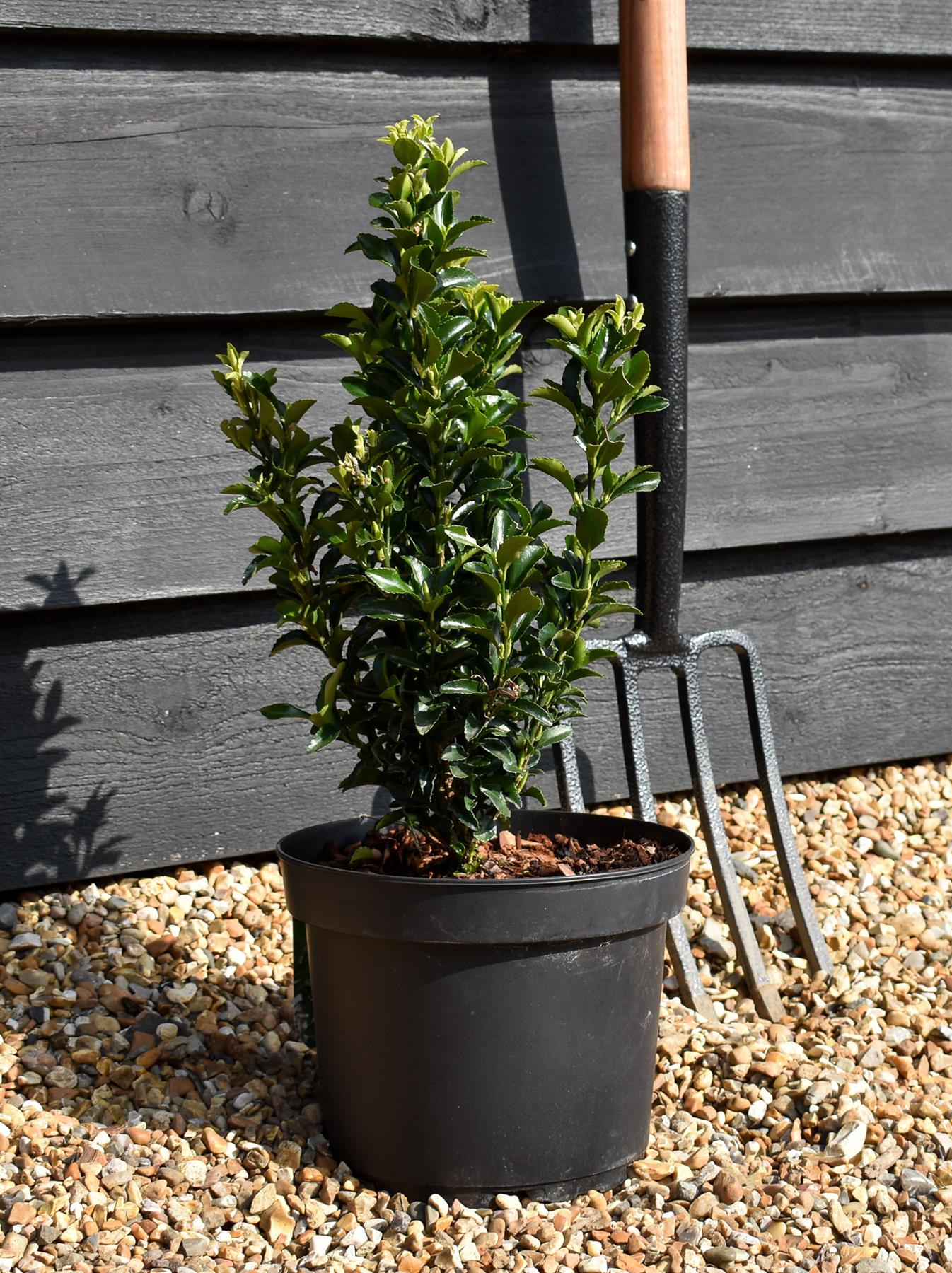 Euonymus japonicus 'Green Spire' - 30-40cm, 5lt