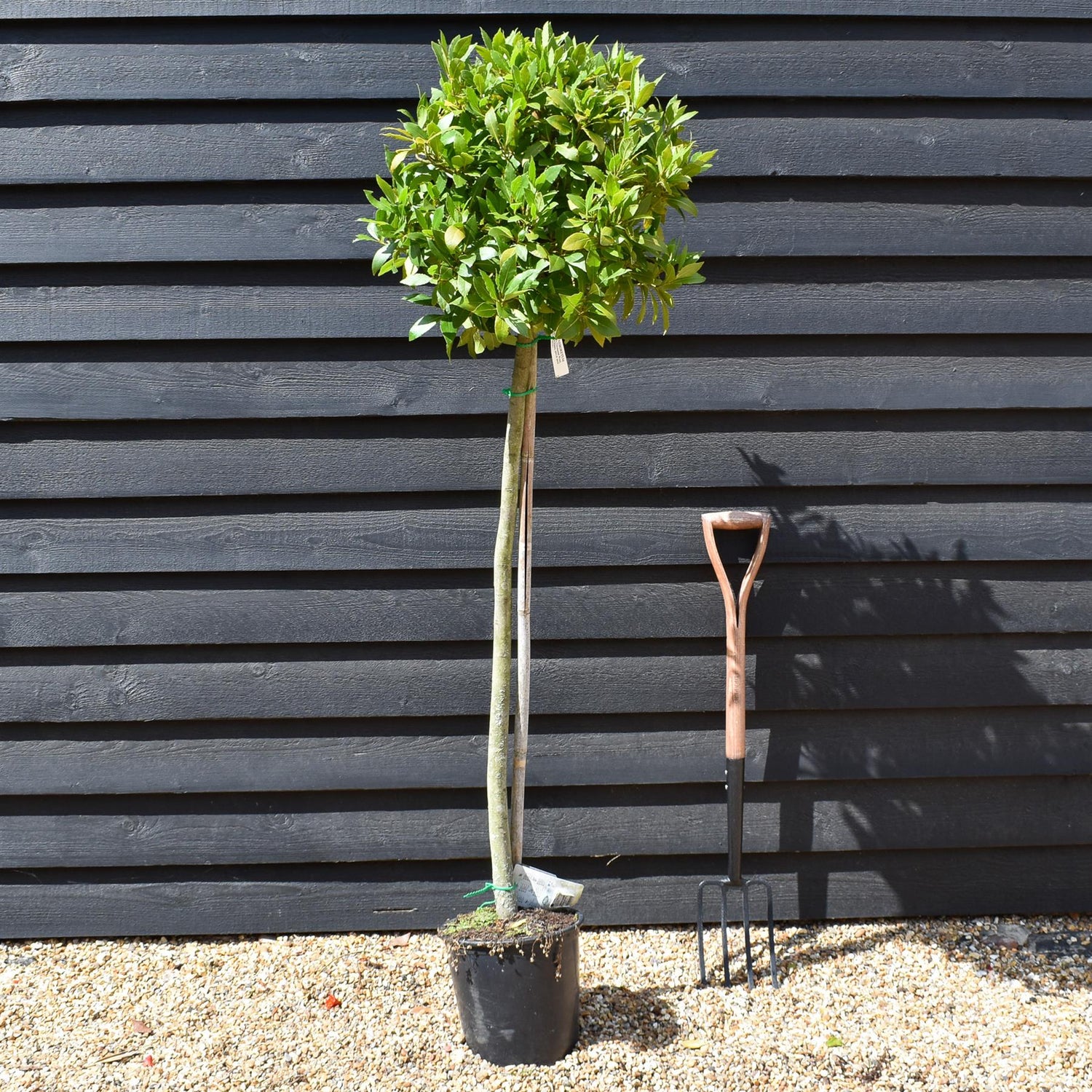 Laurus nobilis - Bay - Half Standard - Height 100-150cm - 15lt