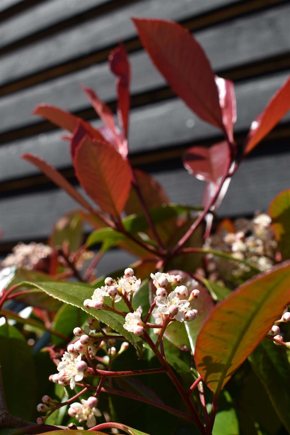 Photinia Red Robin | Christmas berry 'Red Robin' - 1/2 std Clear Stem - 170-190cm, 30lt