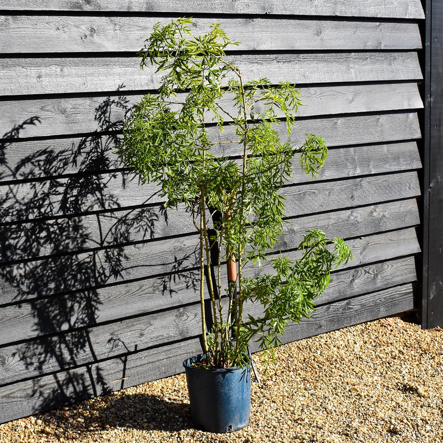 Sambucus Golden Tower - Multistem Shrub - 80-100cm - 12lt