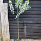 Apple tree 'John Downie' | Malus domestica - 160-180cm - 10lt