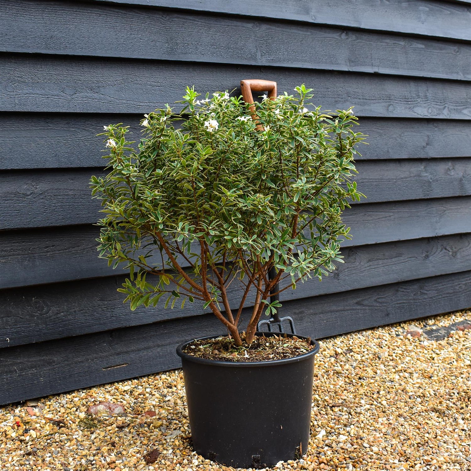Daphne transatlantica Summer Ice  - Established - Height 40cm - Width 40-50cm - 20lt