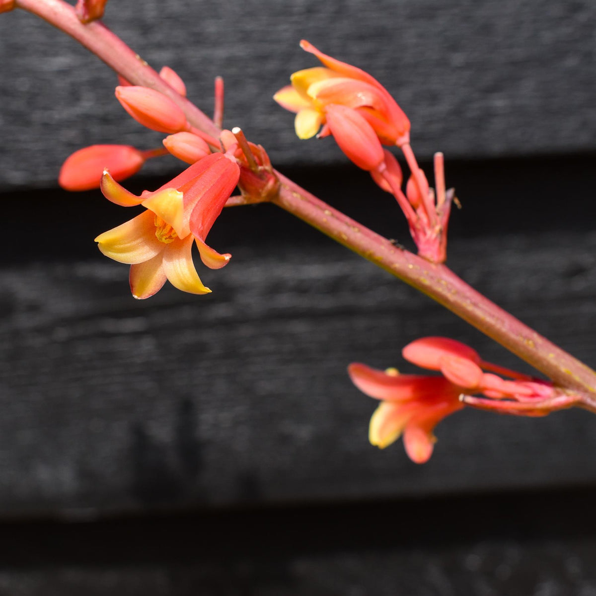 Hesperaloe parviflora | Redflower false yucca - Height 30-40cm - 10lt