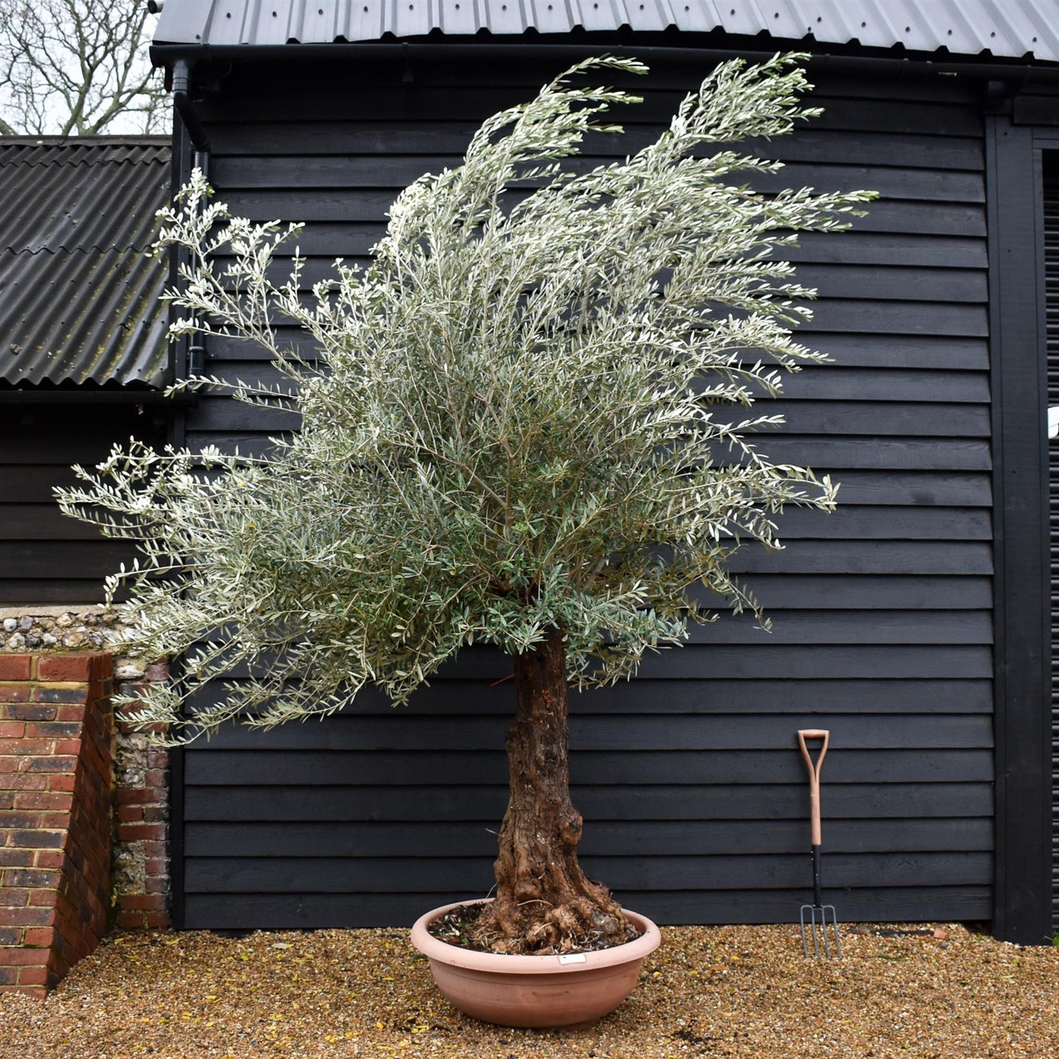 Olive Tree | Olea Europea - Specimen 22A - Bowl - Trunk Height 125cm - Height 310-330cm - 90lt