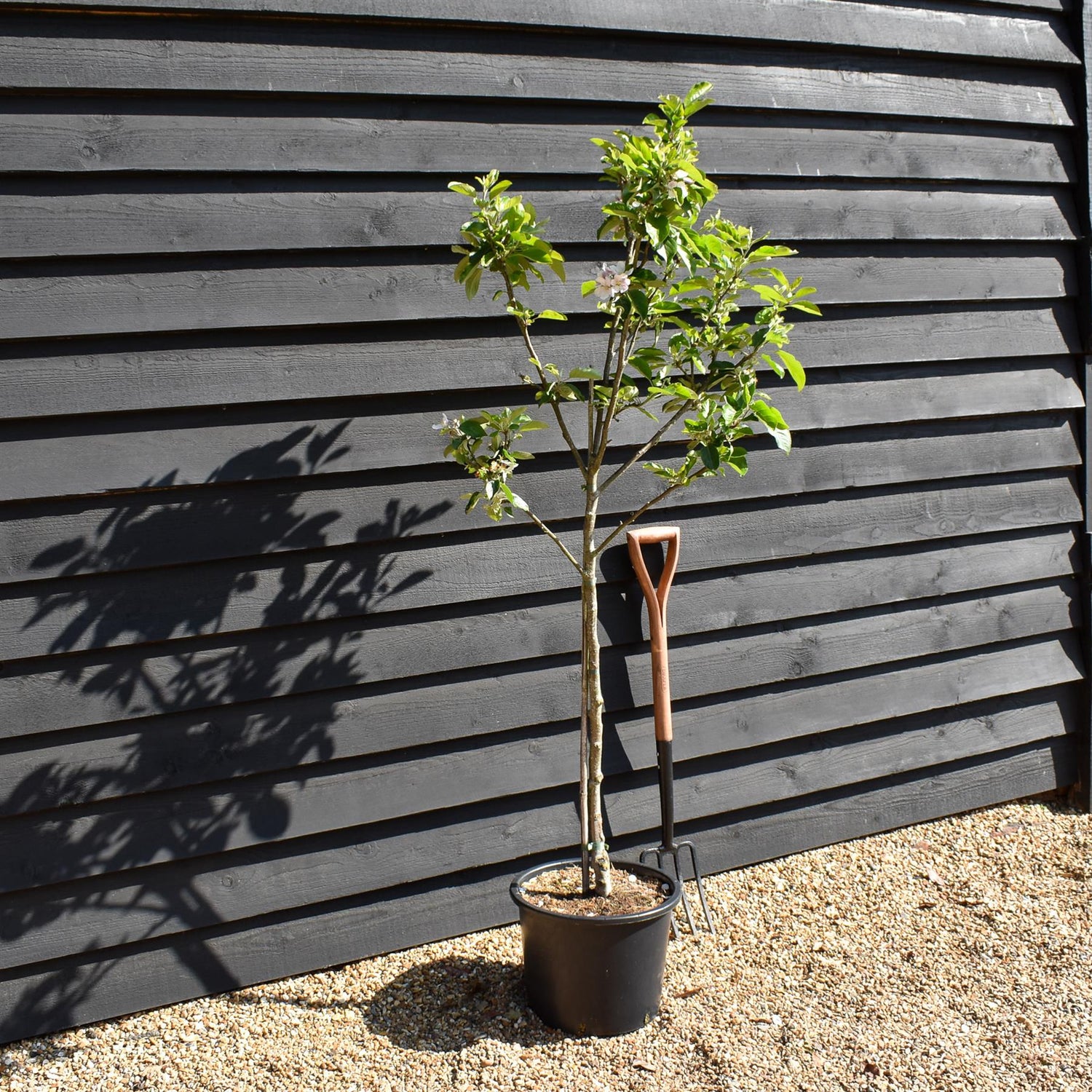 Apple tree 'Kidd's Orange Red' | Malus domestica - MM106 - Semi-Dwarfing - Height 160-170cm - 20lt