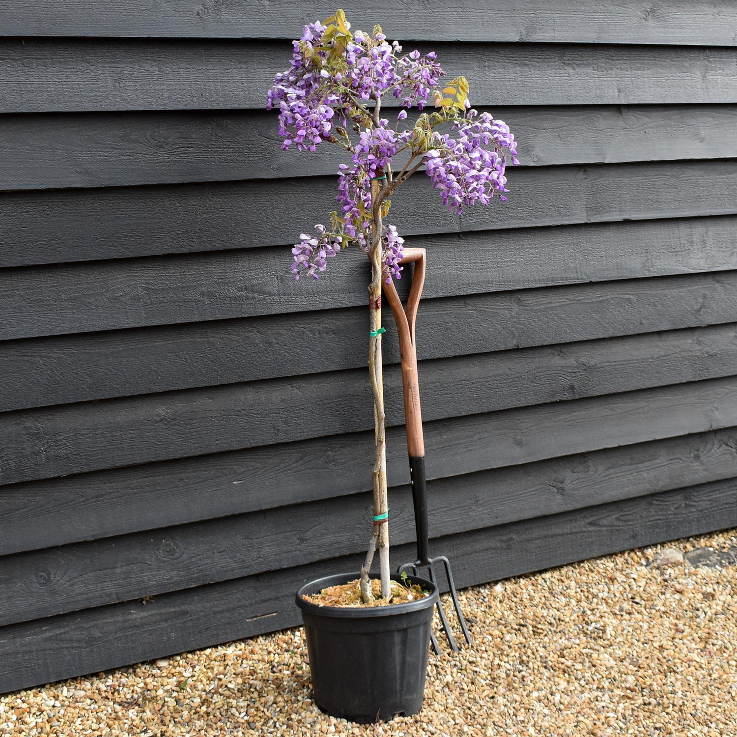 Wisteria Mixed - Clear Stem - Height 130-150cm - 9lt