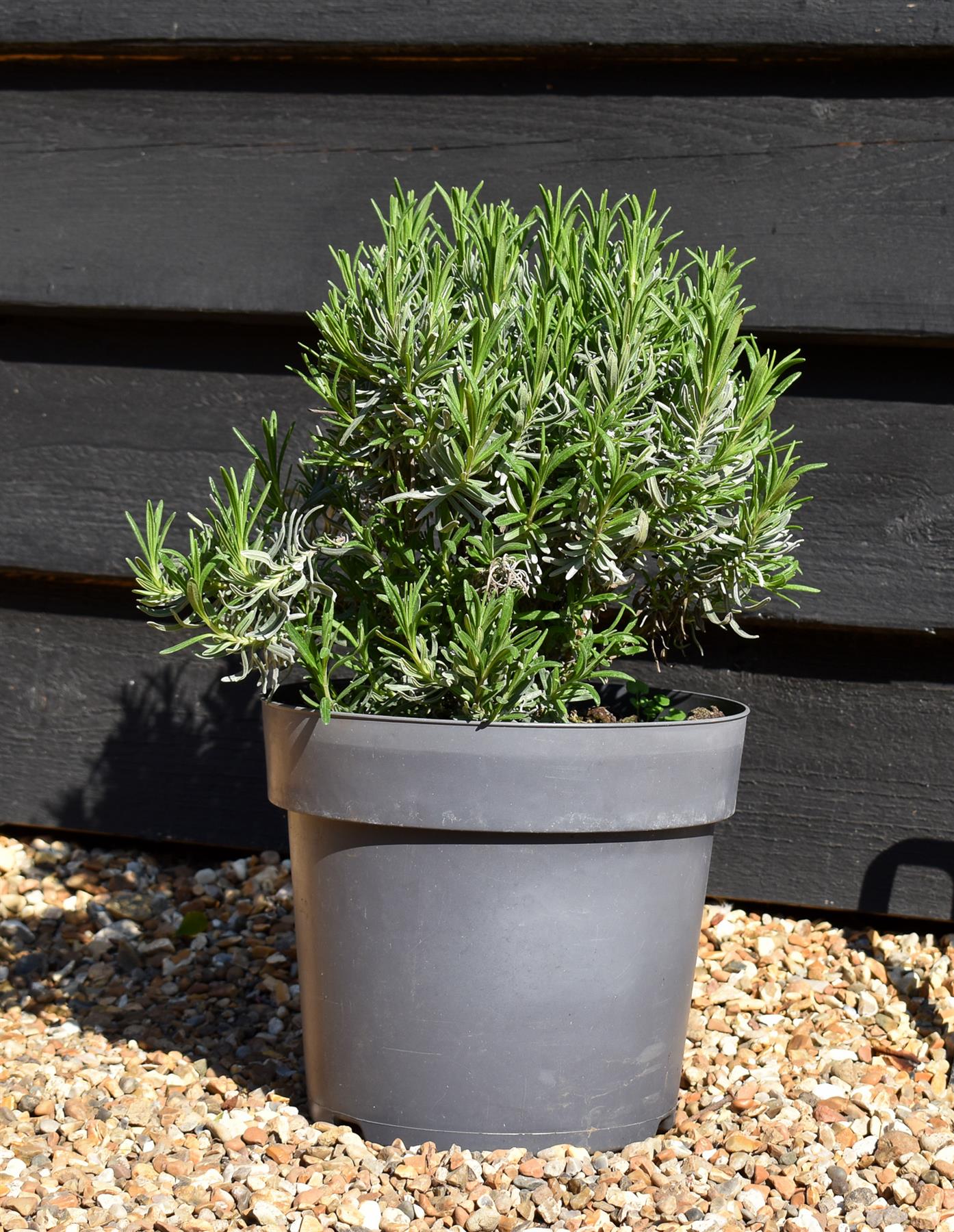 Lavandula | English Lavender 'Munstead' - 20-30cm, 5lt