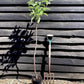 Apple tree 'Gala' | Malus Domestica - 150-180cm - 10lt