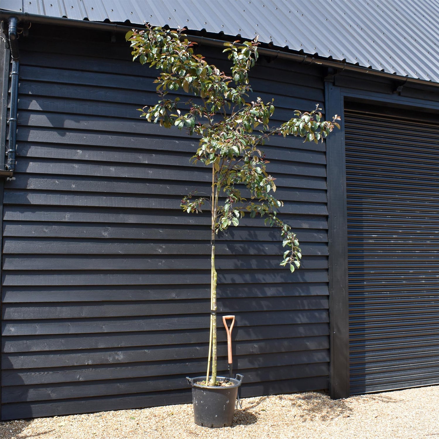 Crab Apple 'Mokum' | Malus - Clear Stem - Height 250-300cm - Girth 6-8cm - 45lt
