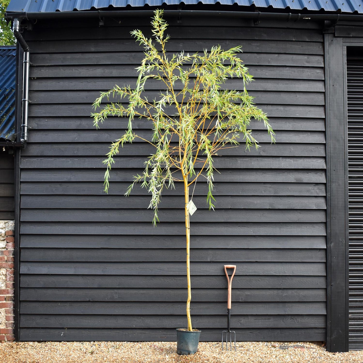 Salix Chrysocoma | Golden Weeping Willow - Height 175-200cm, 10lt