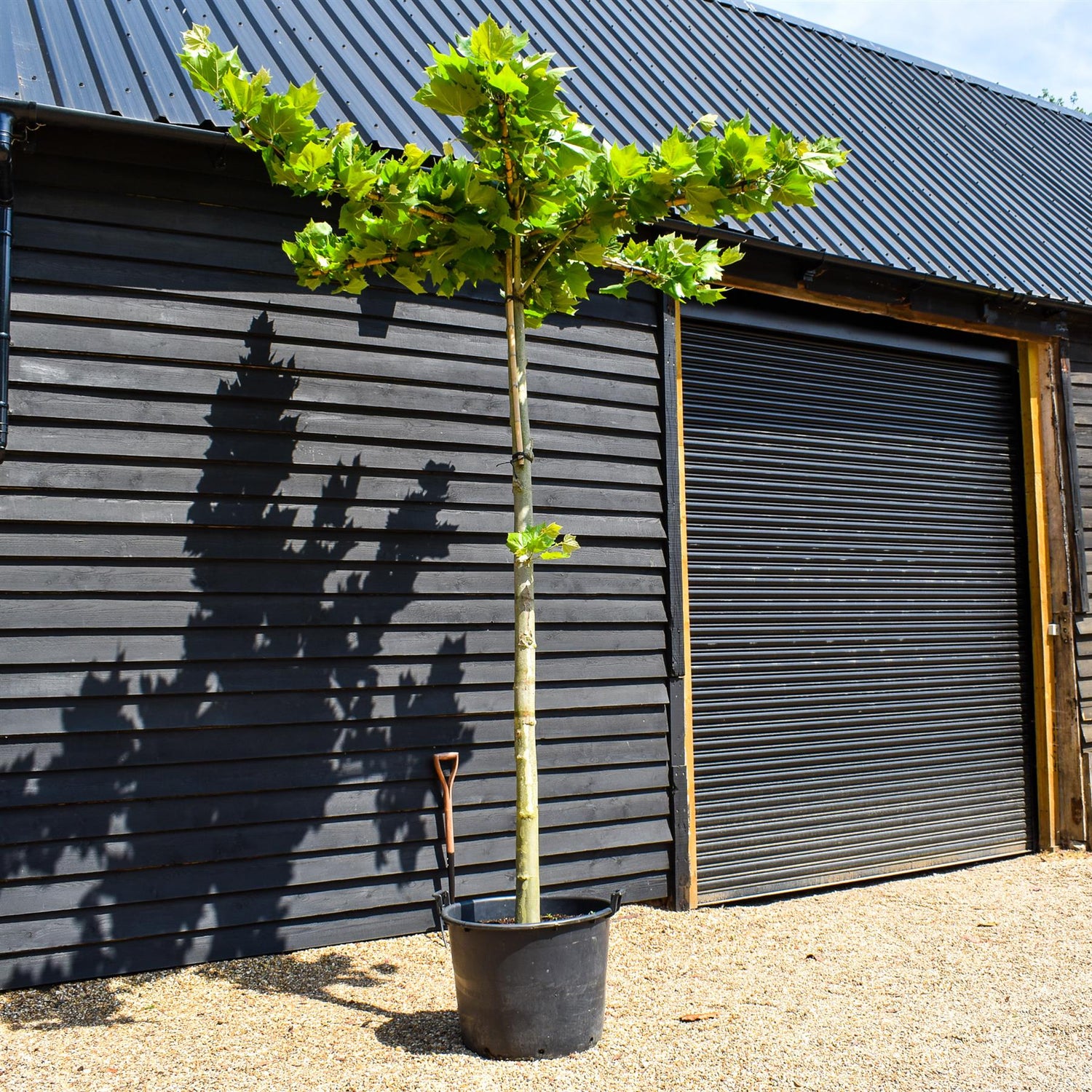 Platanus hispanica | London plane - Girth 21-23cm - Height 340-360cm - 130lt