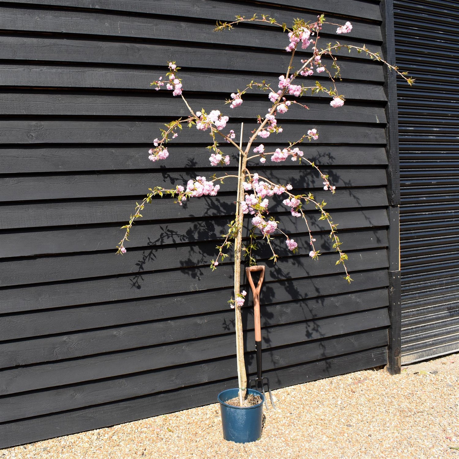 Prunus 'Kiku-shidare-zakura' | Weeping Oriental Cherry (150cm) - 10lt