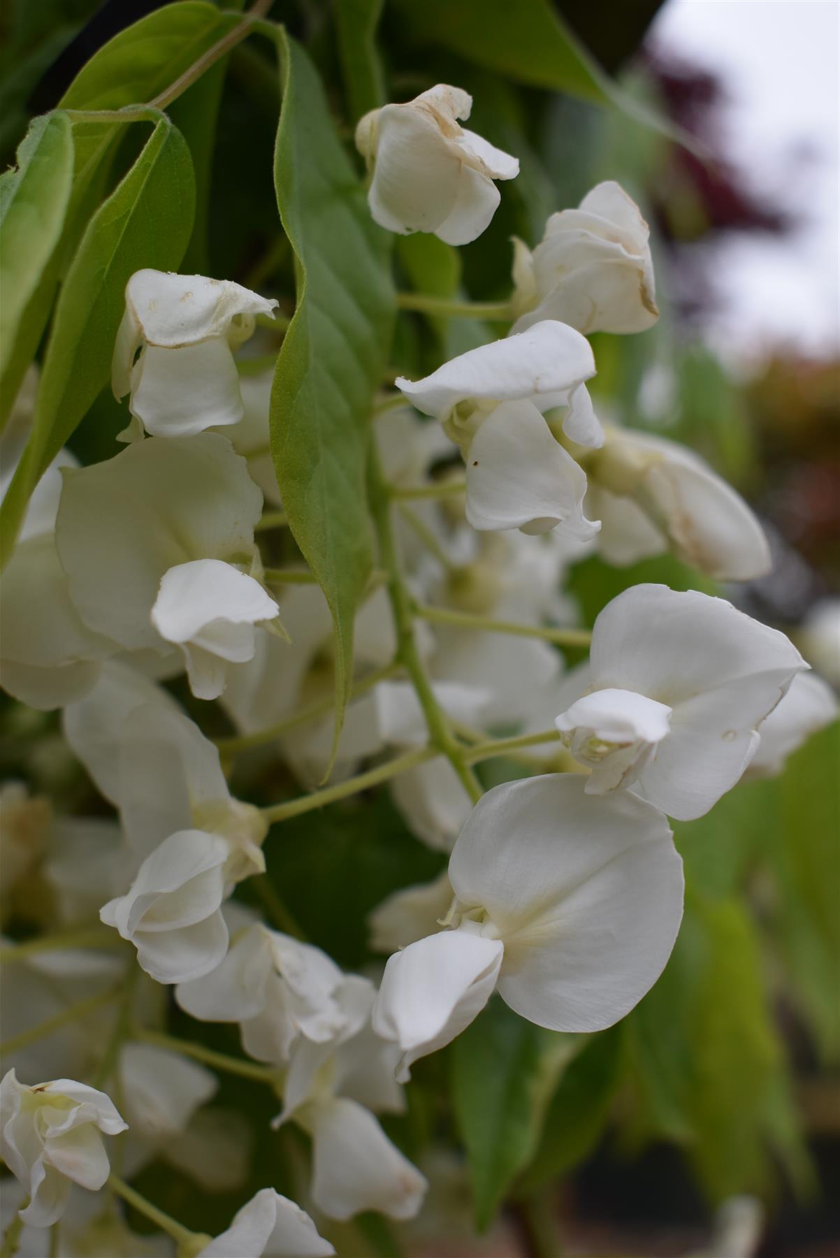 Wisteria sinensis | Chinese wisteria - 150-160cm - 6-10cm - Half Std - 25lt