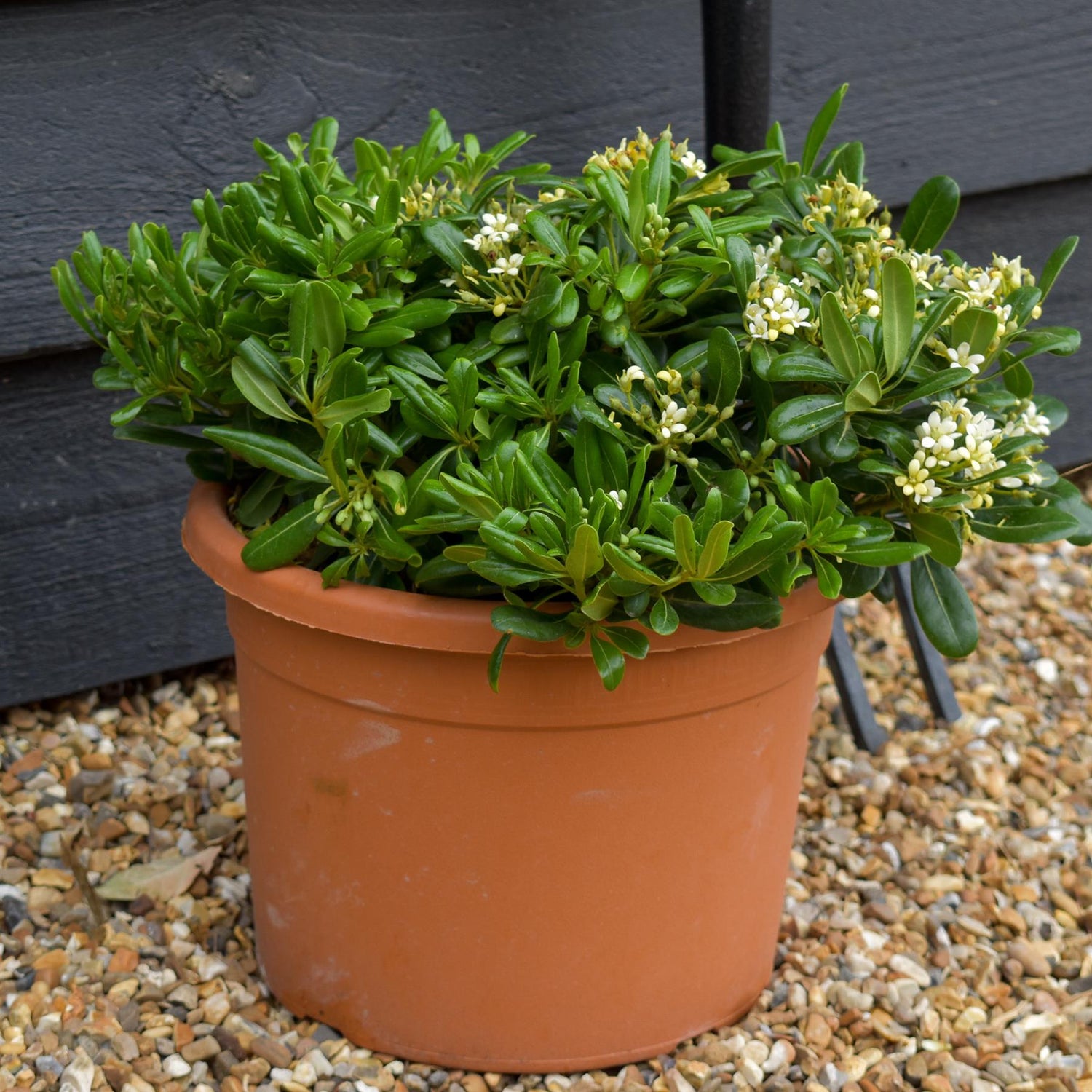 Pittosporum tobira | Austrian laurel -  Height 10-20cm - 8lt