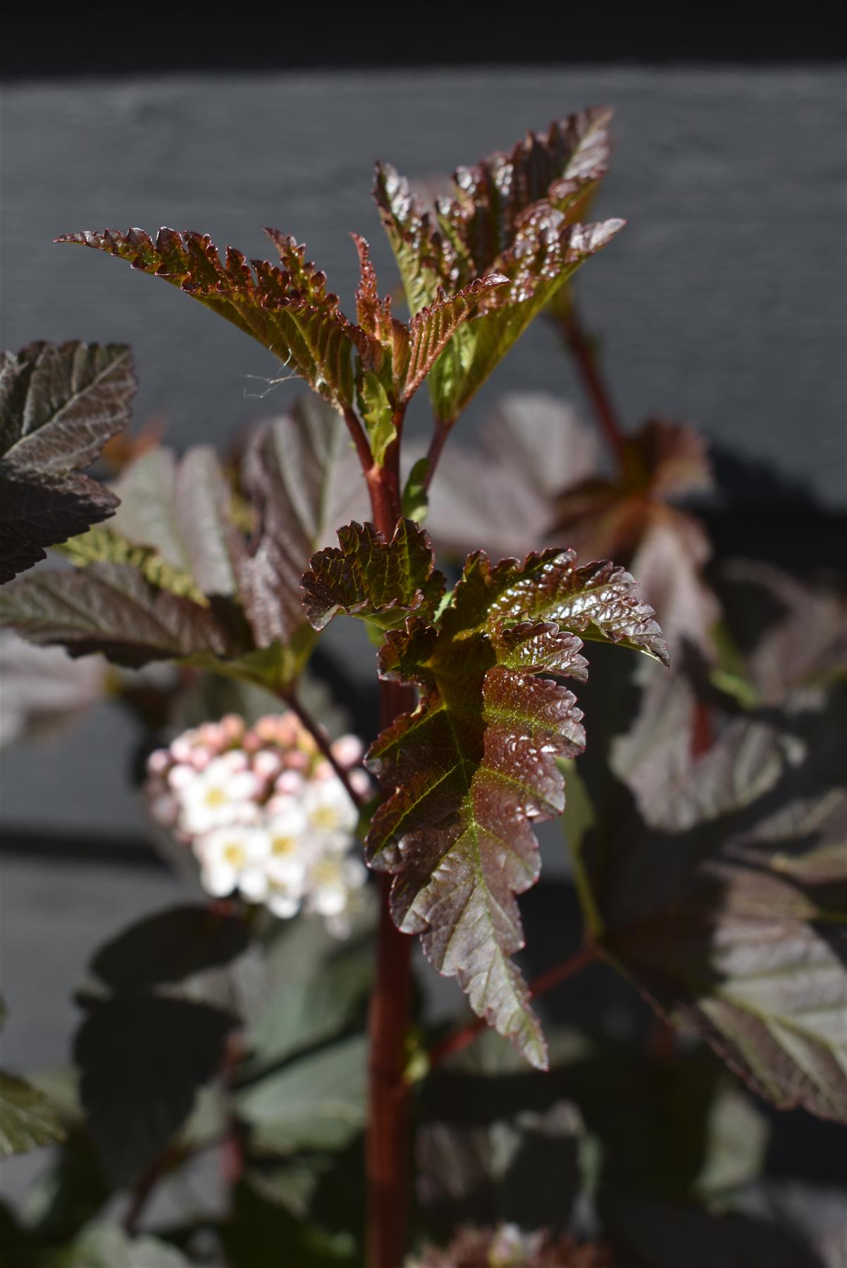 Physocarpus opulifolius 'Diablo' - 60-90cm, 12lt
