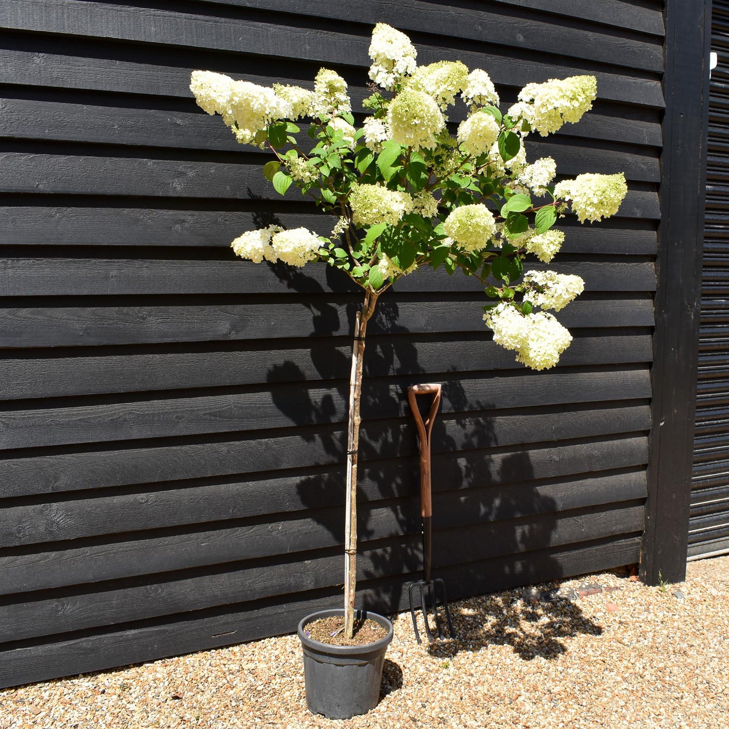 Hydrangea paniculata 'Diamantino' - Stem 100cm - Height 140-160cm - 15lt