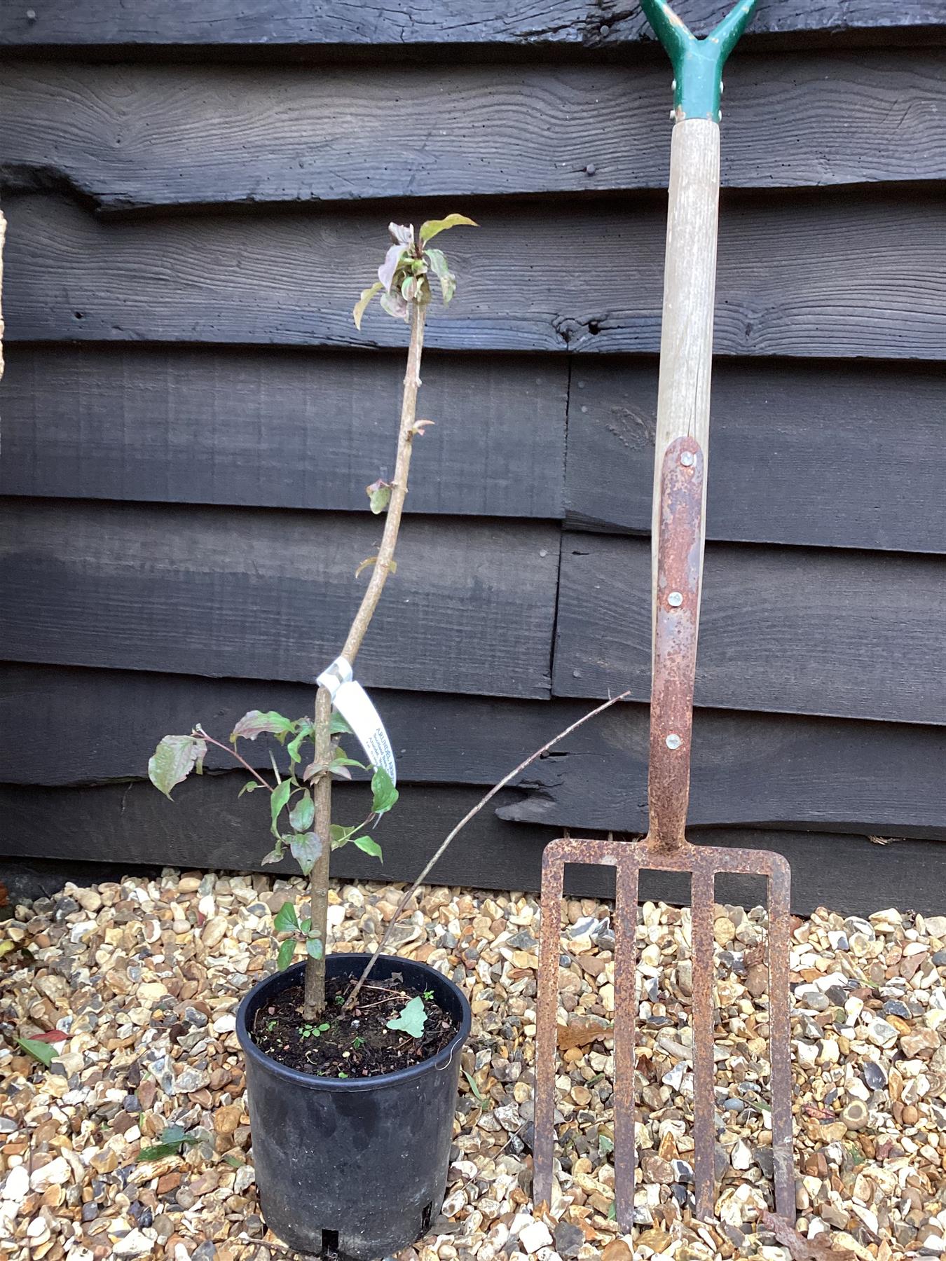 Cornus alba 'Westonbirt' | Siberian Dogwood - 40-60cm, 5lt