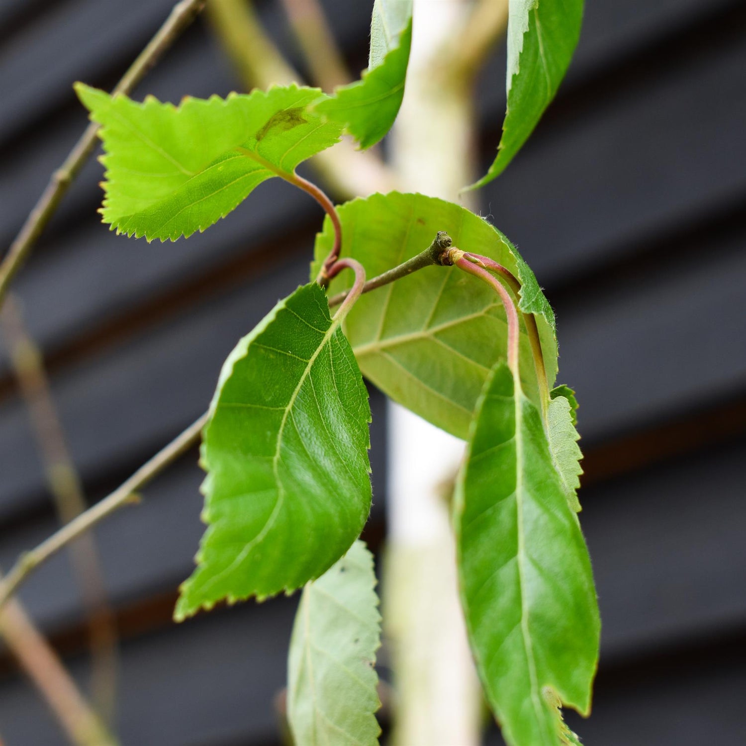 Betula jacquemontii - Standard - Clear Stem 145cm - Girth 10-12cm - Height 420-450cm - 45lt